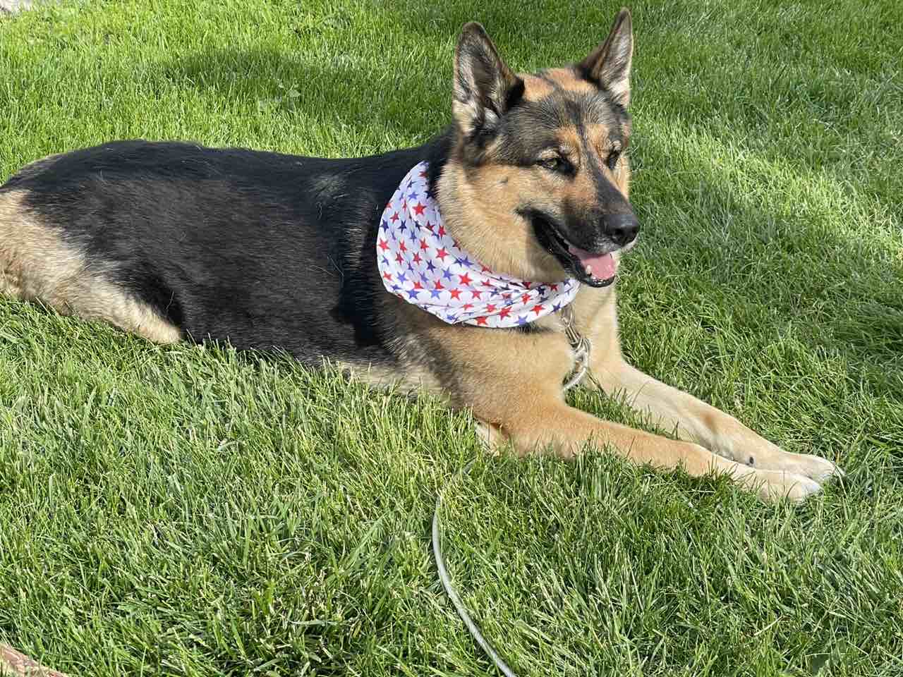 A picture of Lacy, a 5 years 10 months old Other Mix dog.