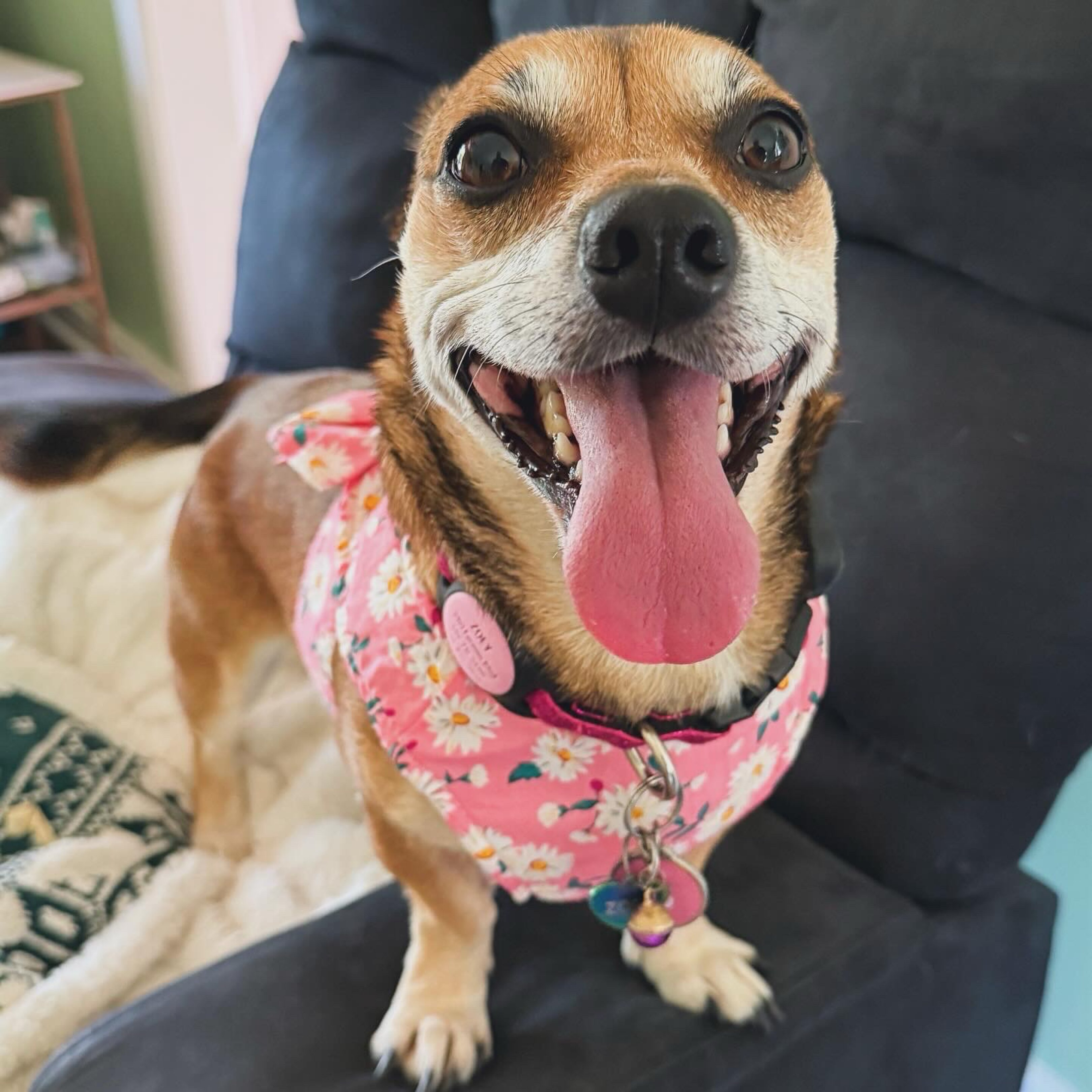 A picture of Zoey, a 4 years 8 months old Other Mix dog.