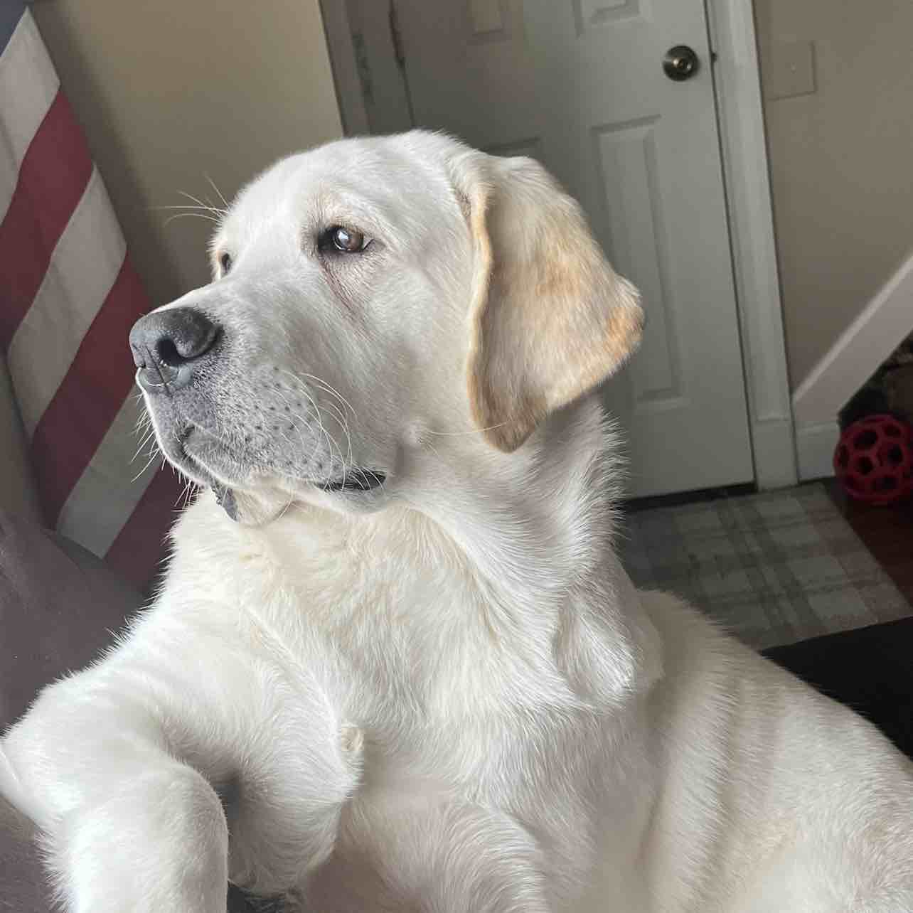 A picture of Sergeant (Sarge), a 3 years 2 months old Other dog.
