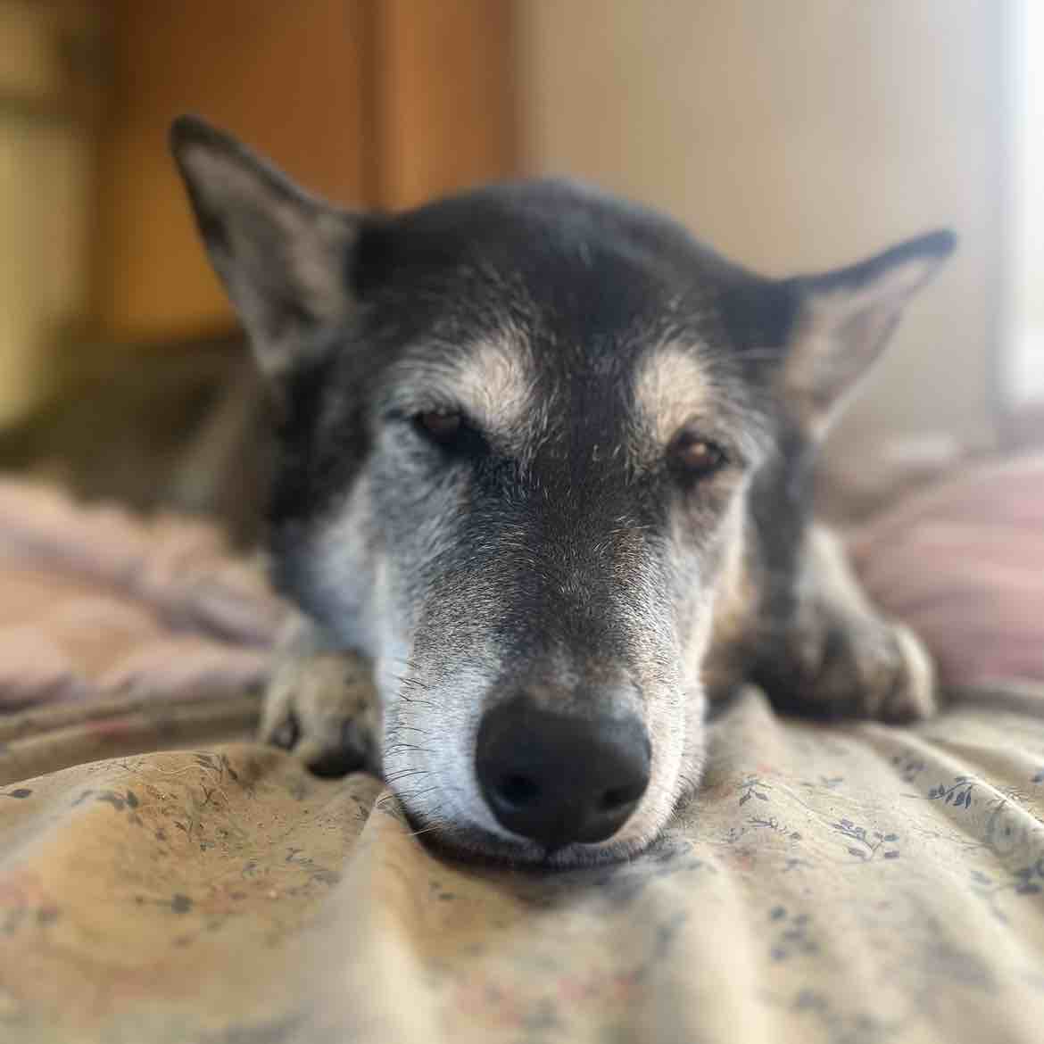 A picture of Waldo The Wolf, a 4 years 8 months old Other Mix dog.