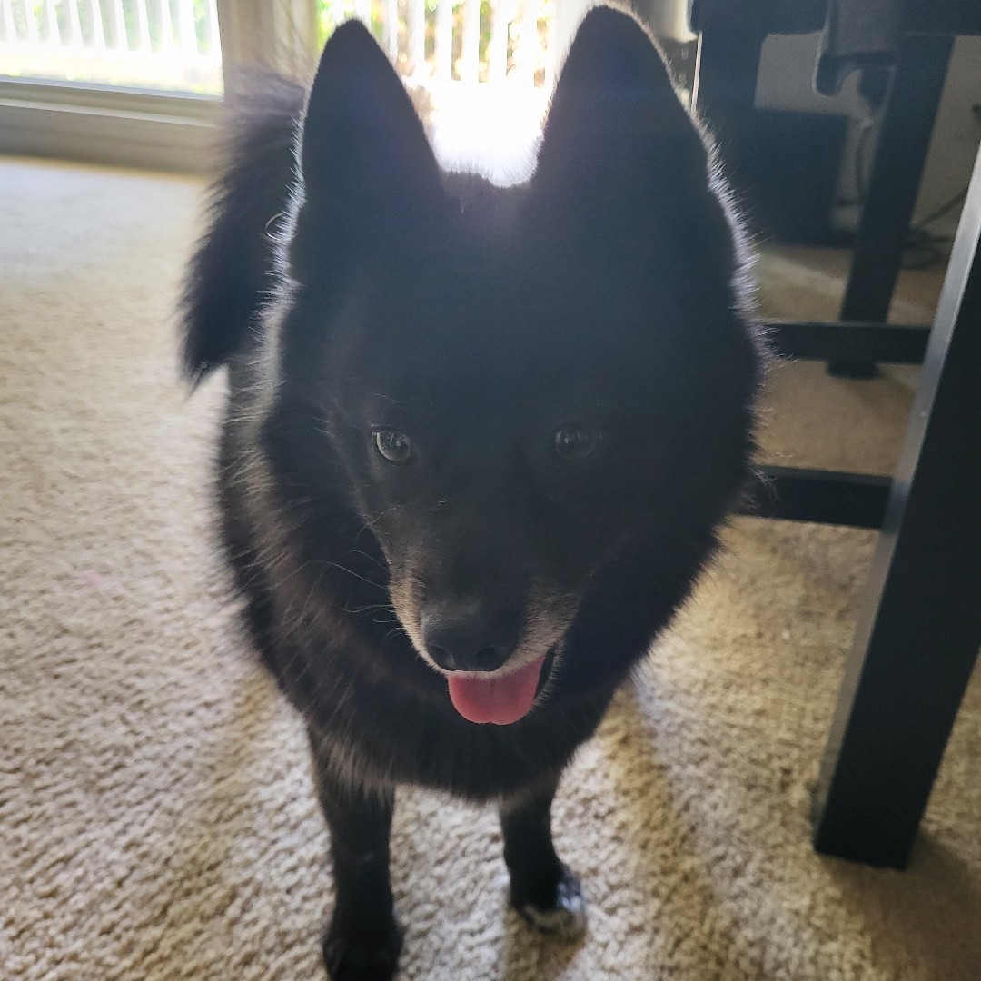 A picture of Banda, a 7 years 4 months old Other Mix dog.