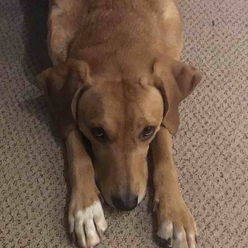 A picture of Appa, a 9 years 4 months old Other Mix dog.