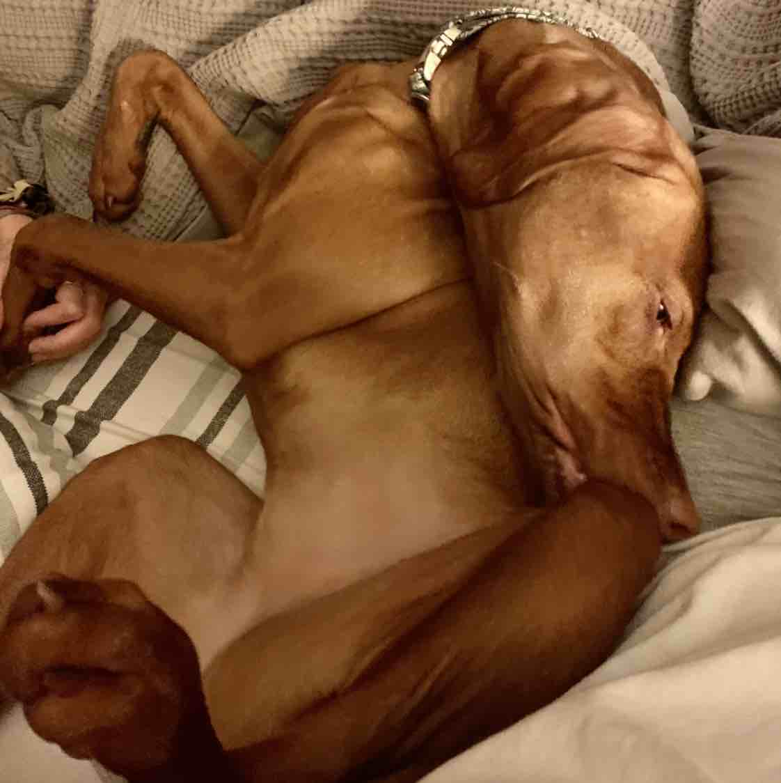 A picture of Layla Rae, a 5 years old Other dog.