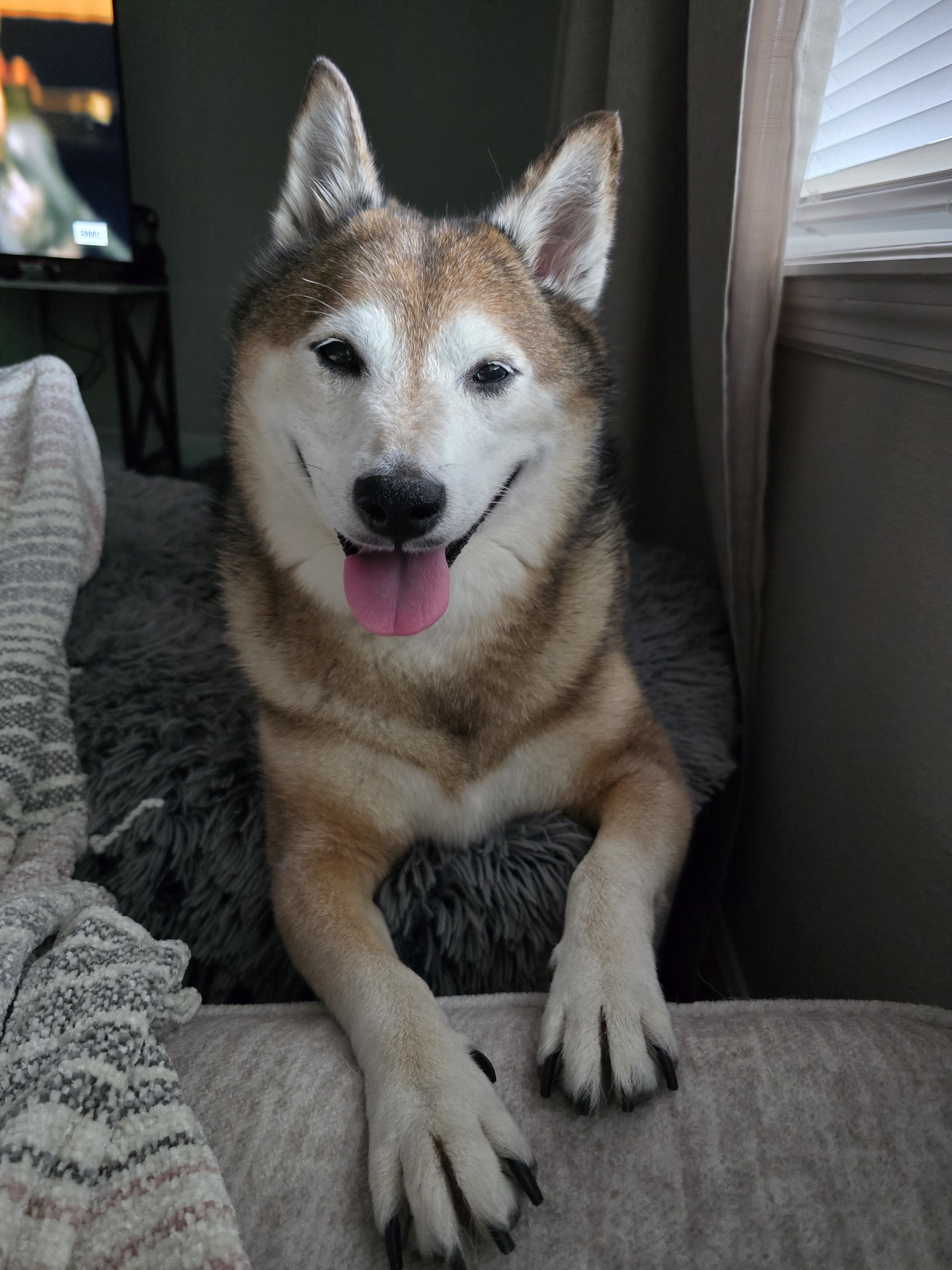 A picture of Ares, a 9 years 10 months old Other dog.
