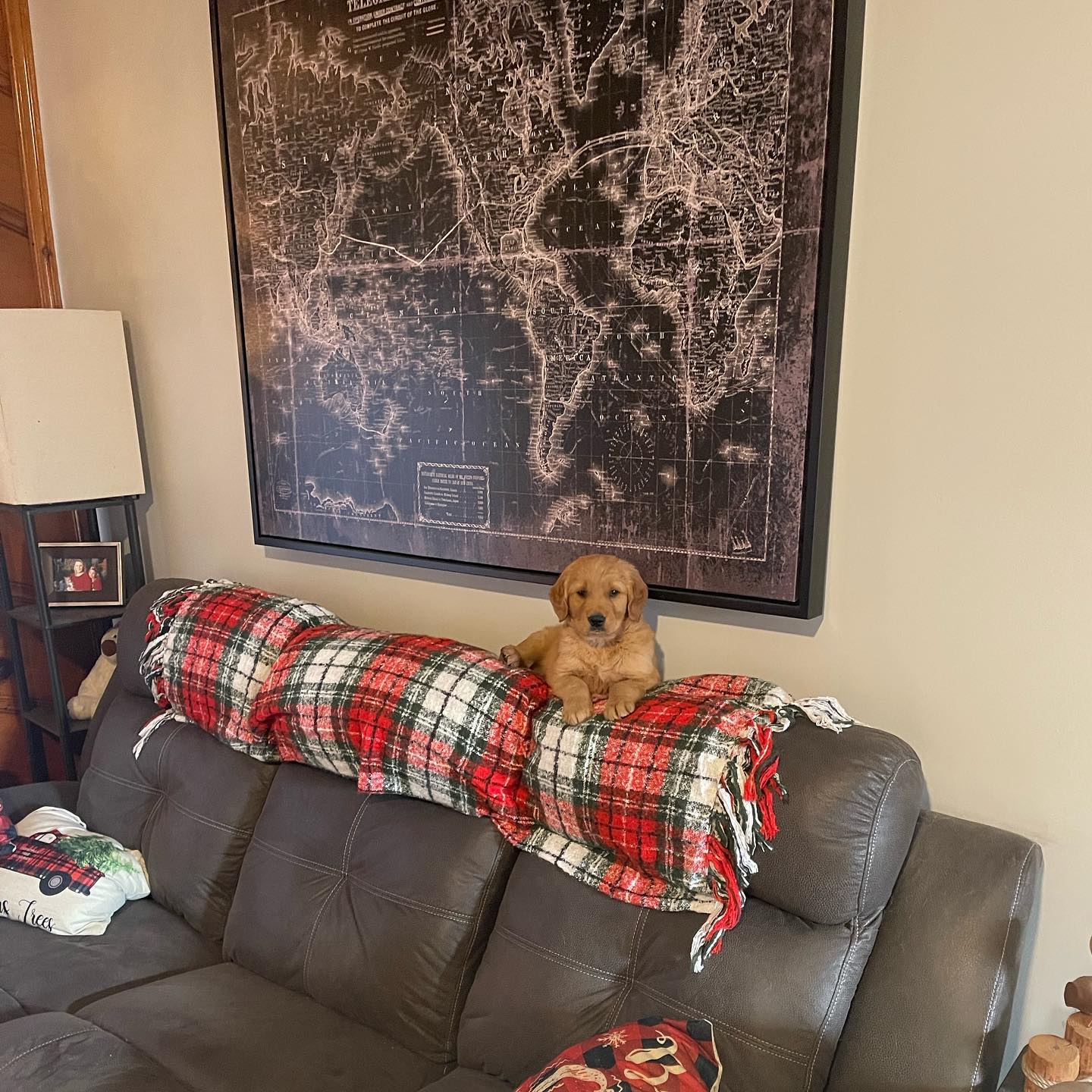A picture of Otiz, a 2 years 10 months old Other dog.