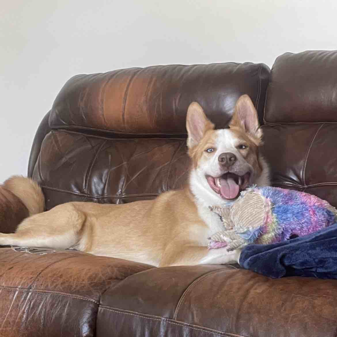 A picture of Neji, a 7 years 1 month old Other Mix dog.