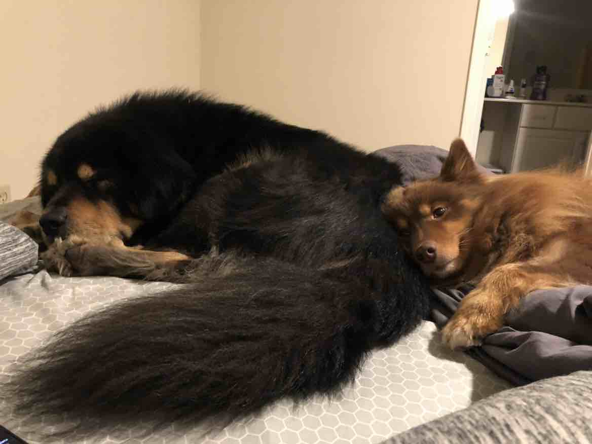 A picture of Aleutian, a 10 years 5 months old Other dog.