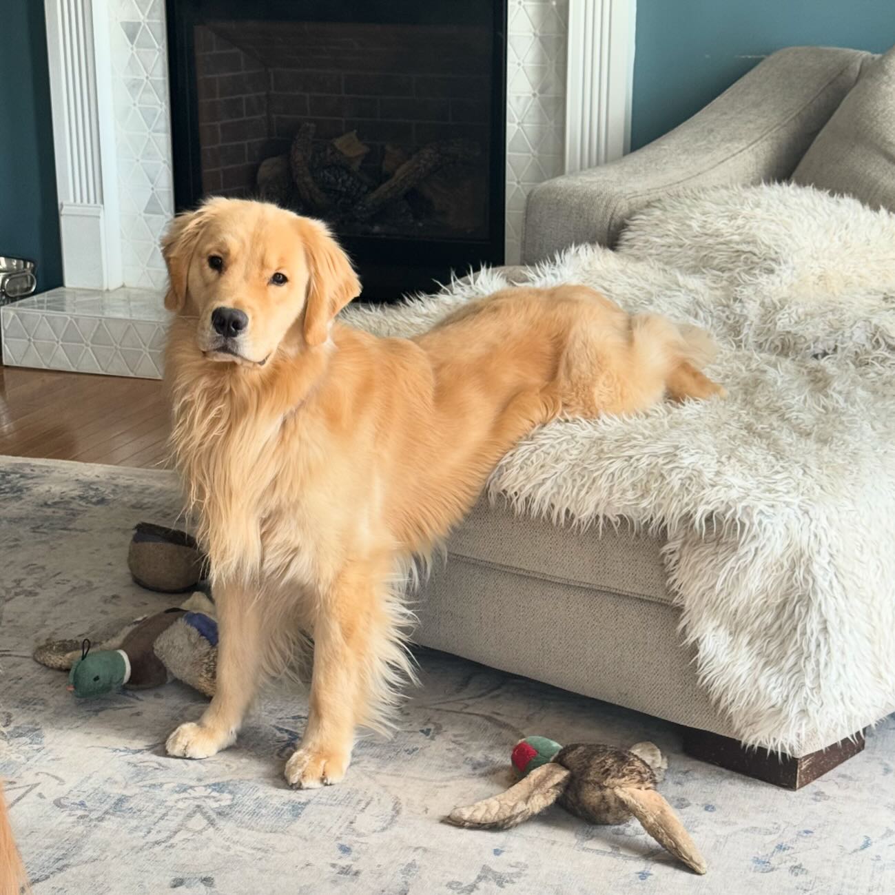A picture of Oakley, a 3 years 1 month old Other dog.