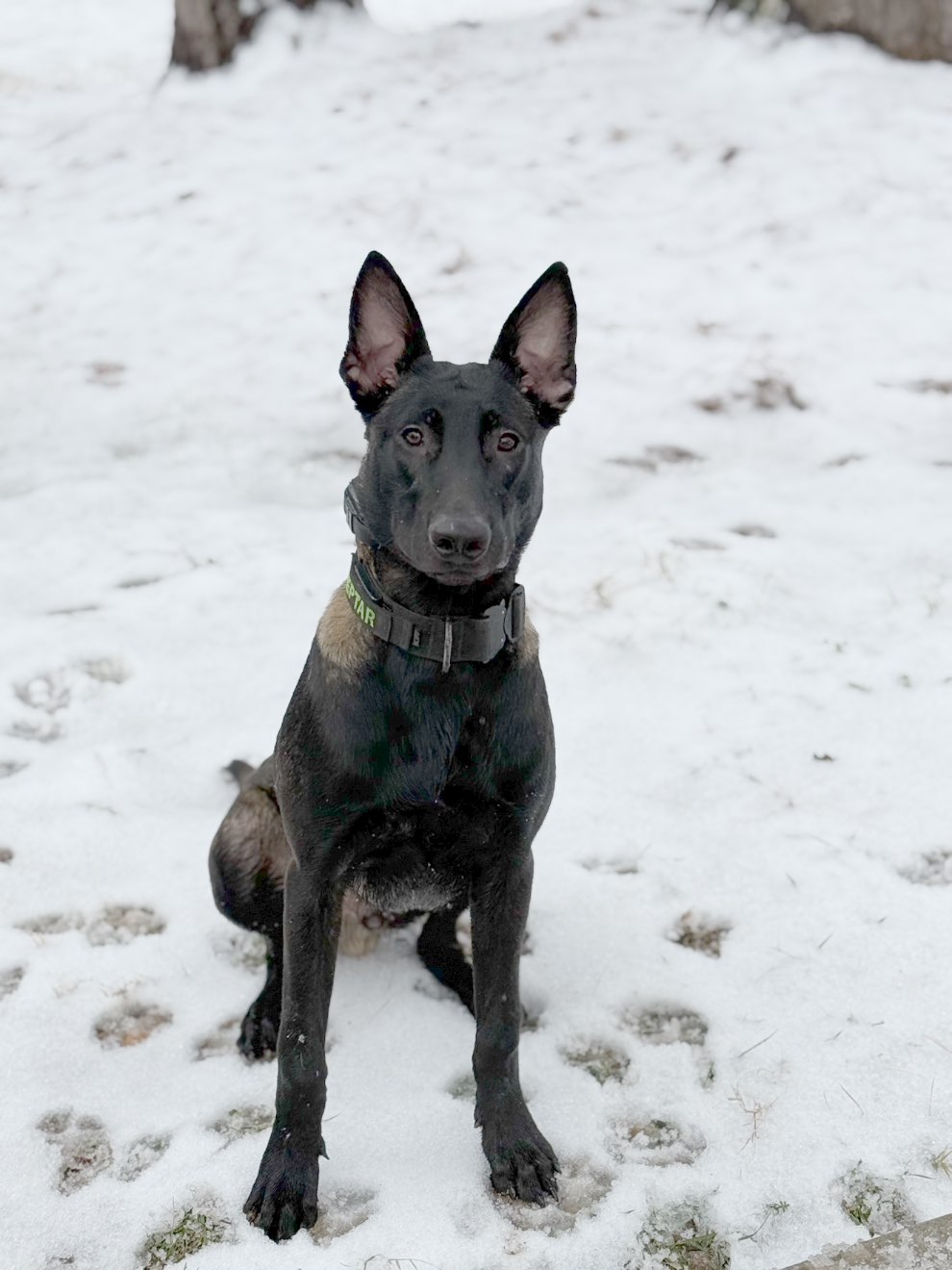 A picture of Reptar, a 1 year 2 months old Other dog.