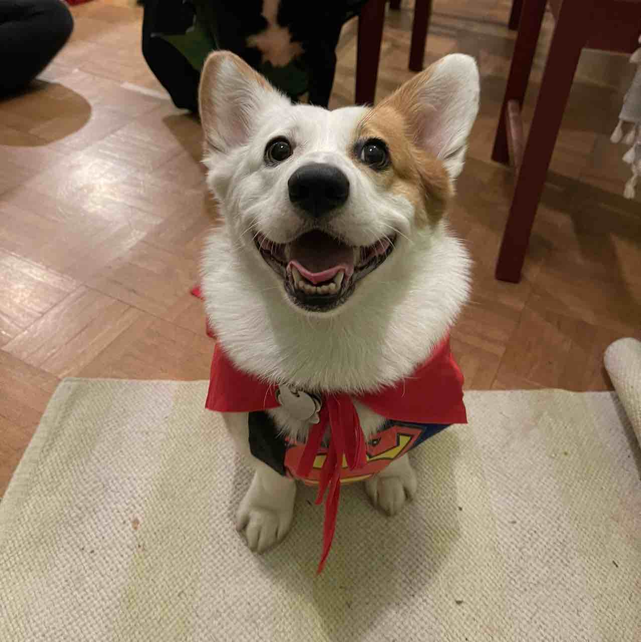 A picture of Harriet, a 5 years 11 months old Pembroke Welsh Corgi dog.