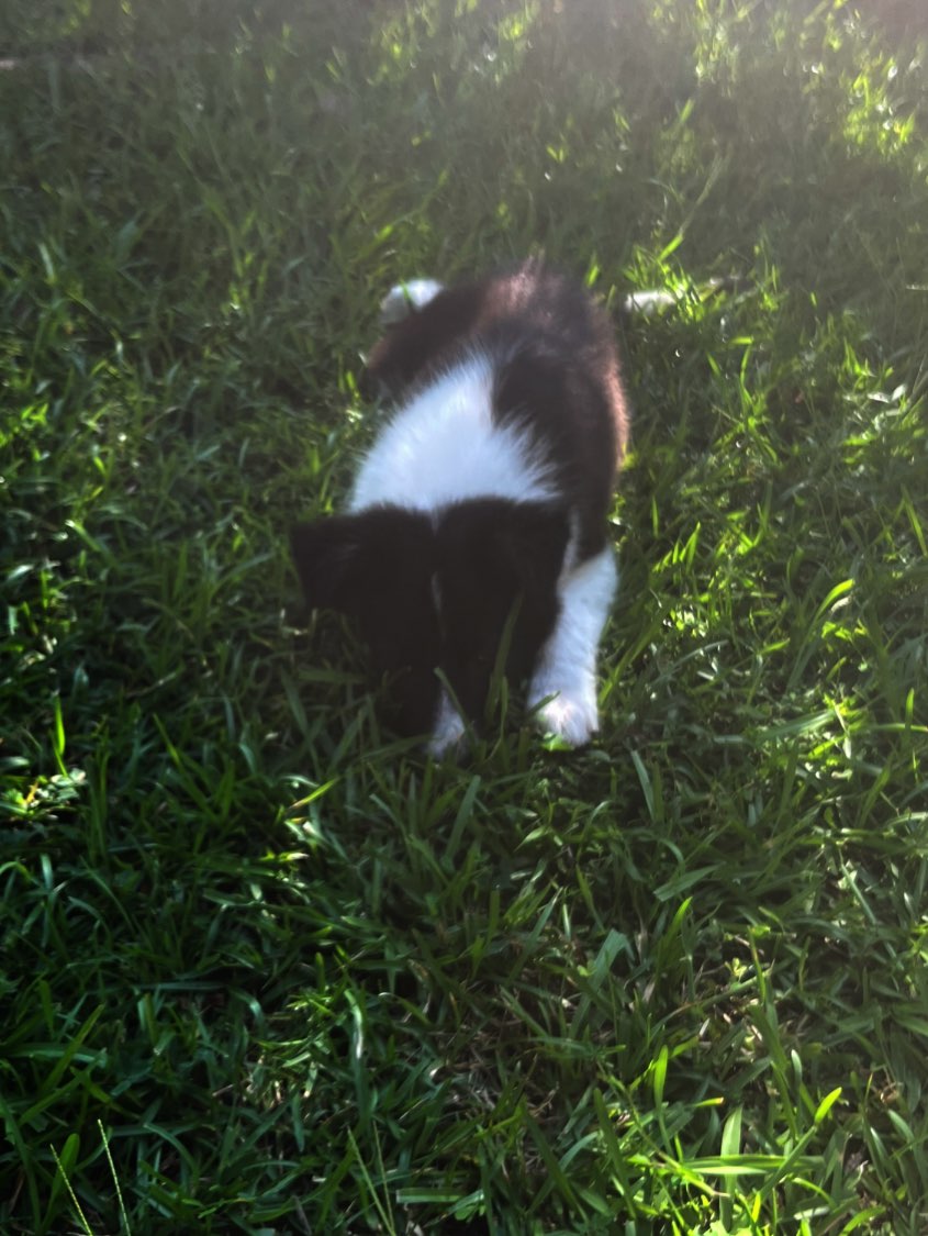 A picture of Spy, a 3 months old Other dog.