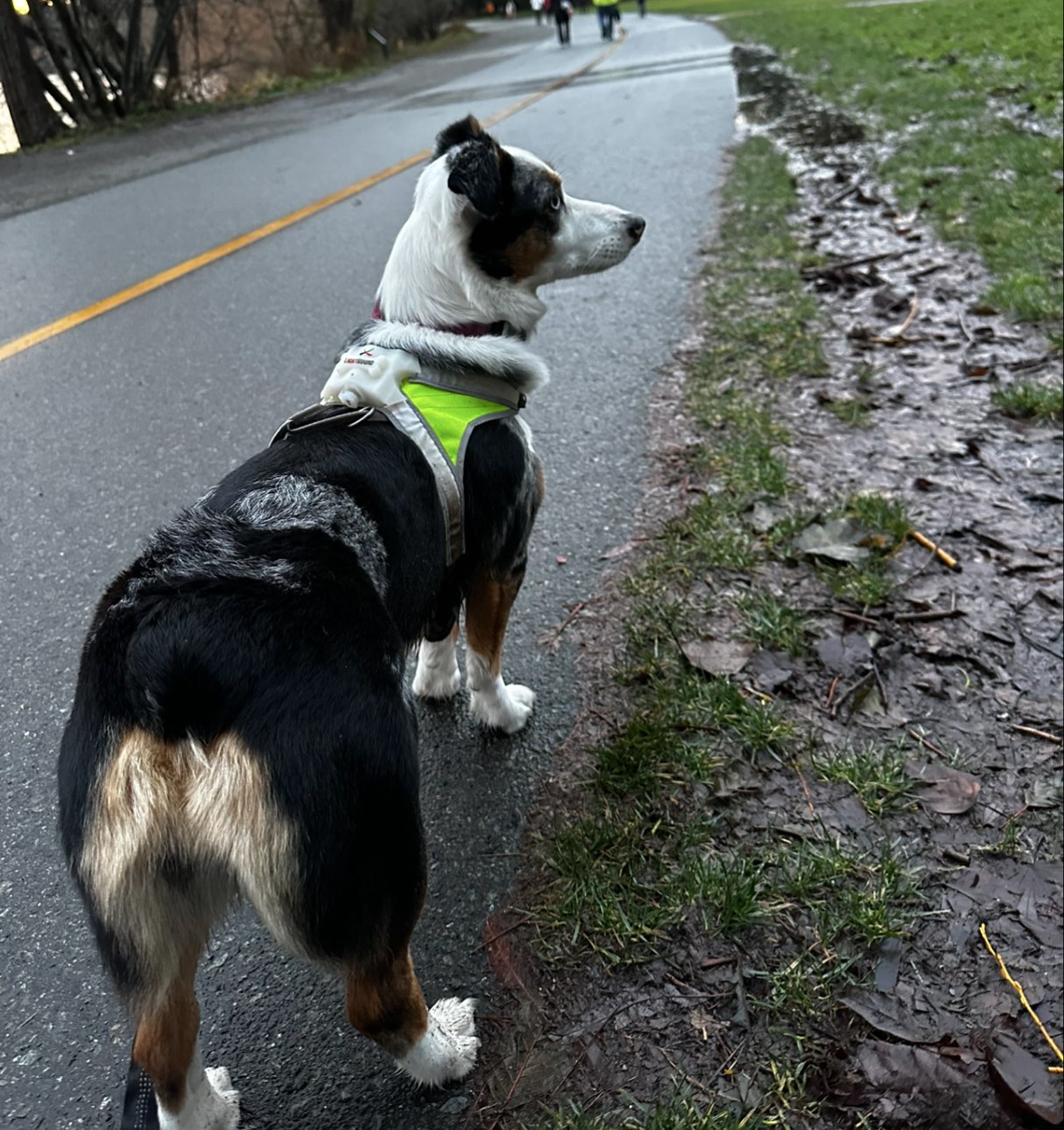 A picture of Riley Jane, a 5 years 3 months old Other Mix dog.