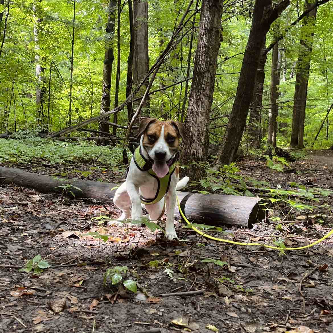 A picture of Hemingway, a 6 years 3 months old Other Mix dog.