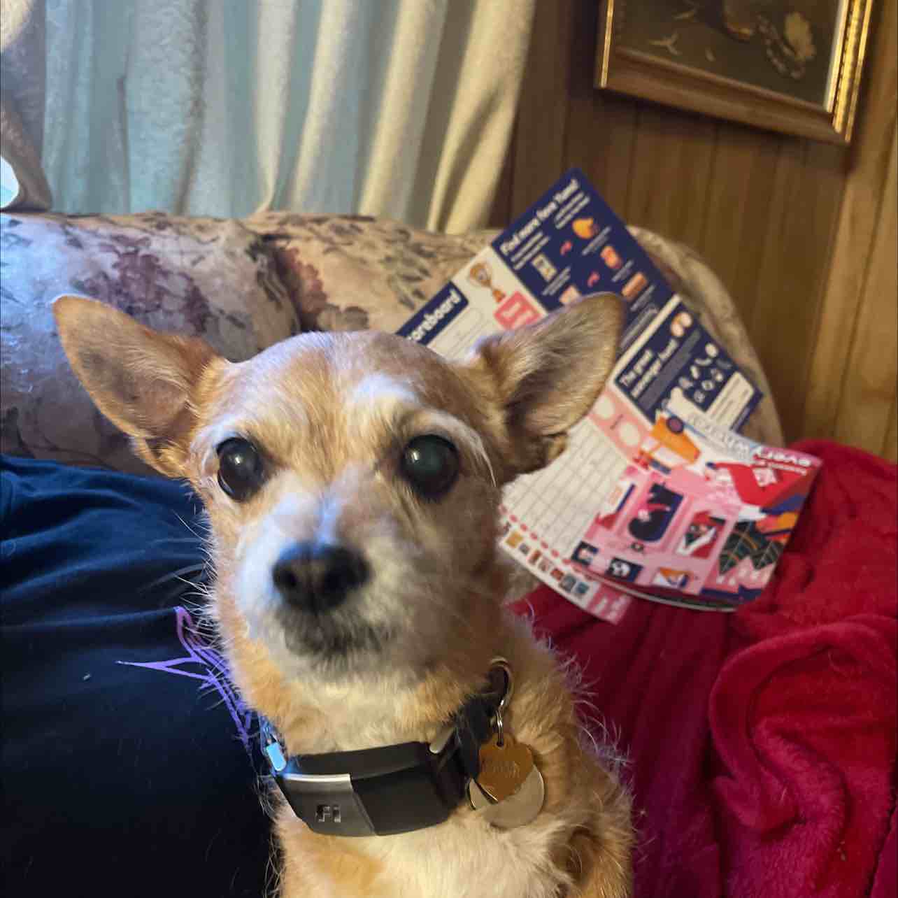 A picture of ZILA, a 15 years 9 months old Other Mix dog.