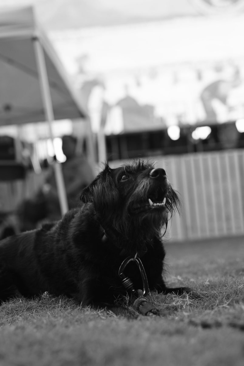 A picture of Noodles, a 8 years old Other Mix dog.