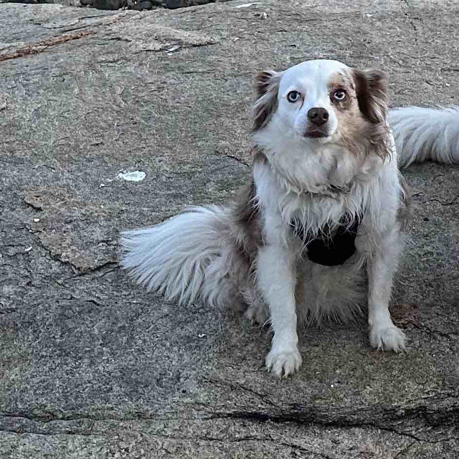 A picture of Frika, a 9 years 4 months old Miniature American Shepherd dog.