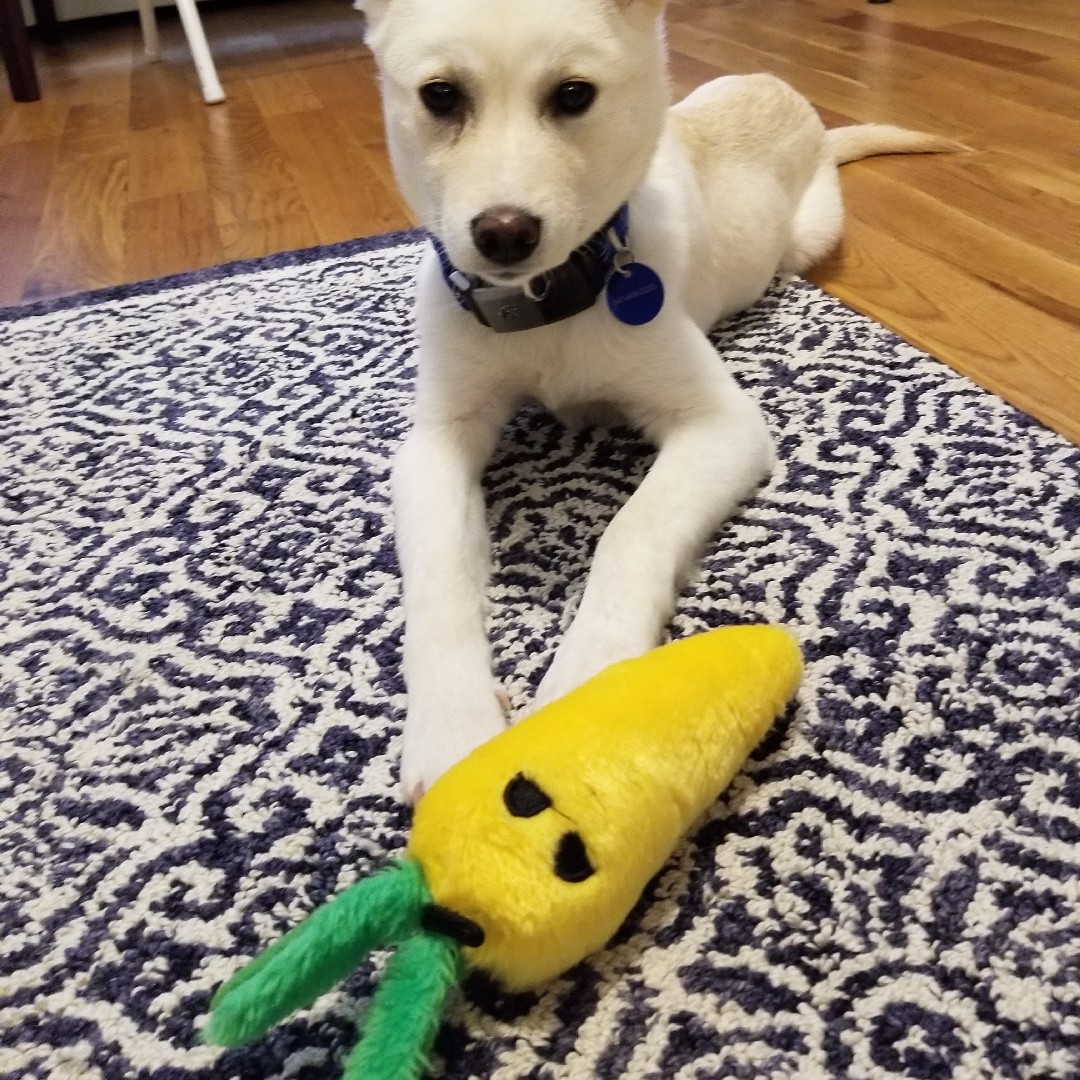 A picture of Toki, a 4 years 9 months old Other dog.