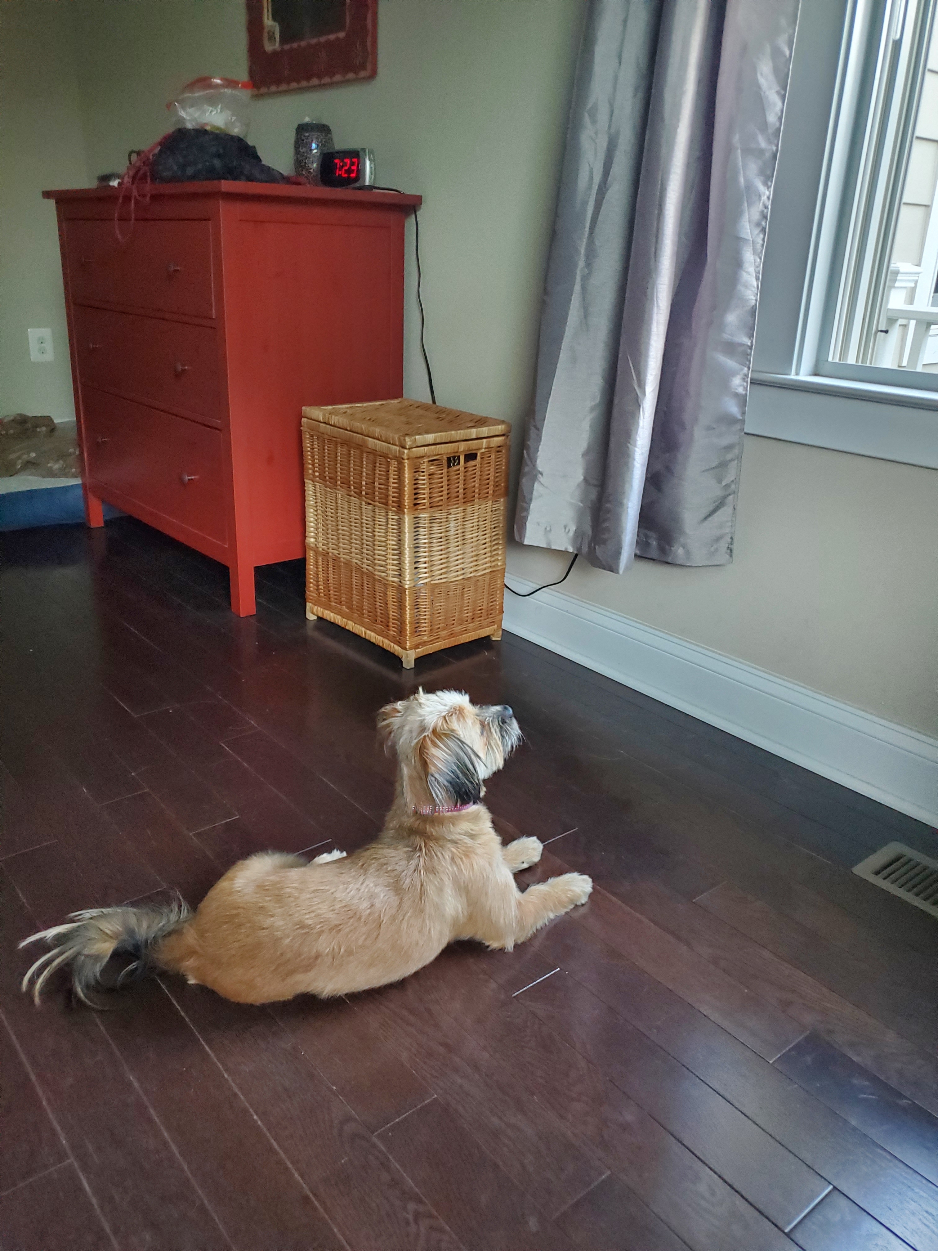 A picture of Beans, a 2 years 6 months old Other Mix dog.