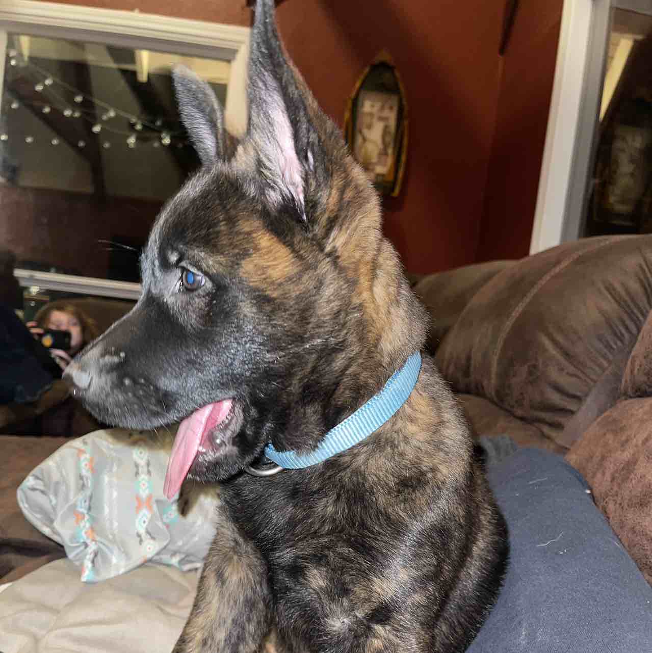 A picture of Mina, a 3 years 6 months old Other dog.