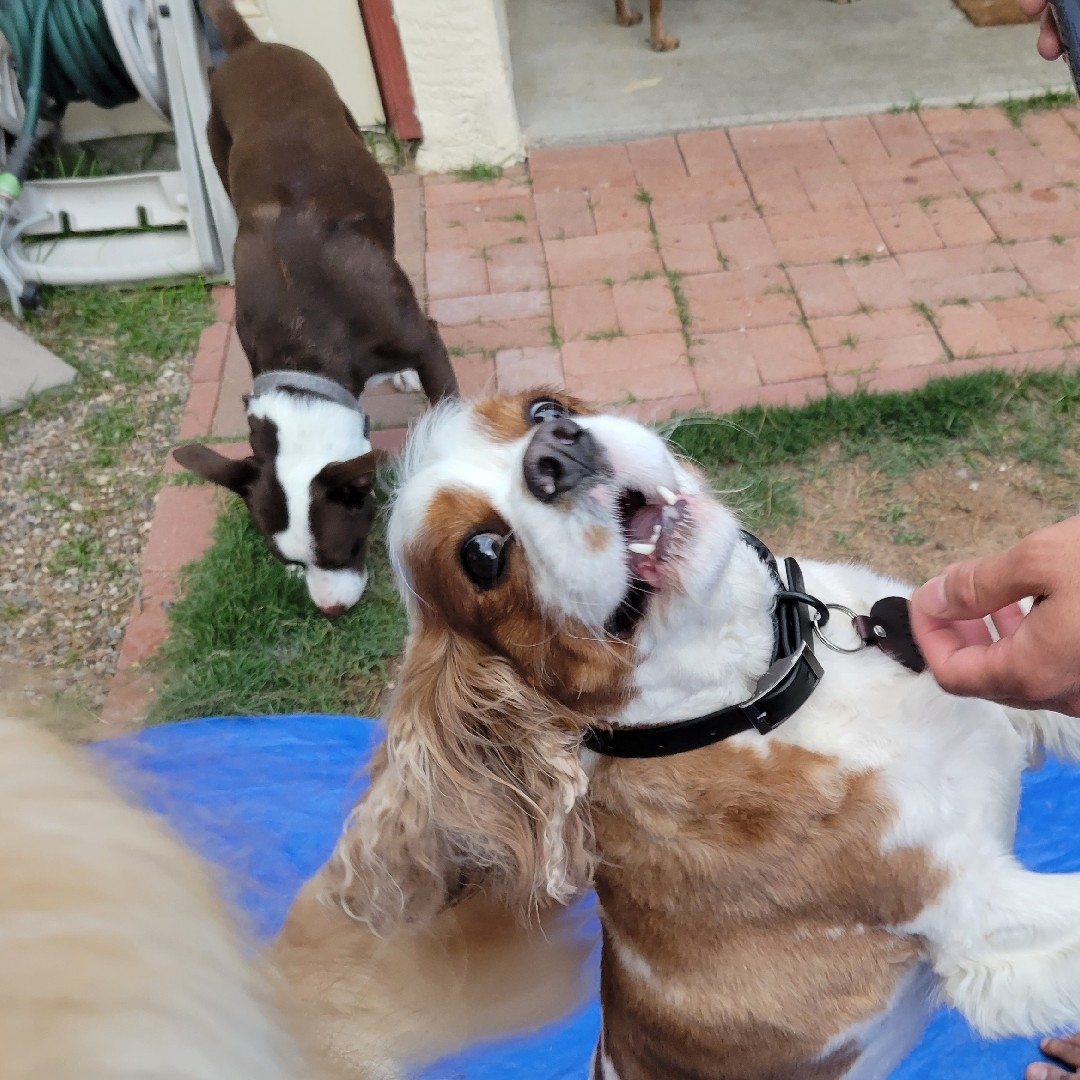 A picture of Shimo, a 9 years 7 months old Other Mix dog.