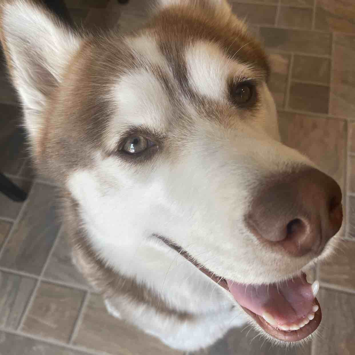 A picture of Sasuke, a 4 years 9 months old Other dog.