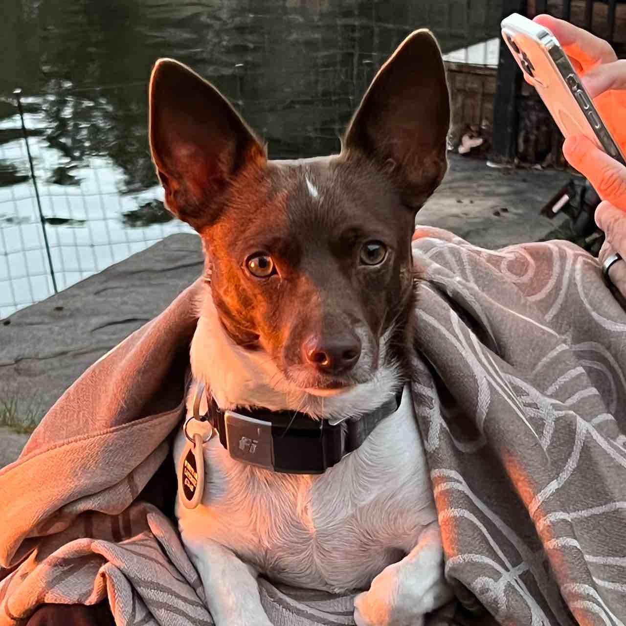 A picture of Tito, a 7 years 11 months old Other Mix dog.
