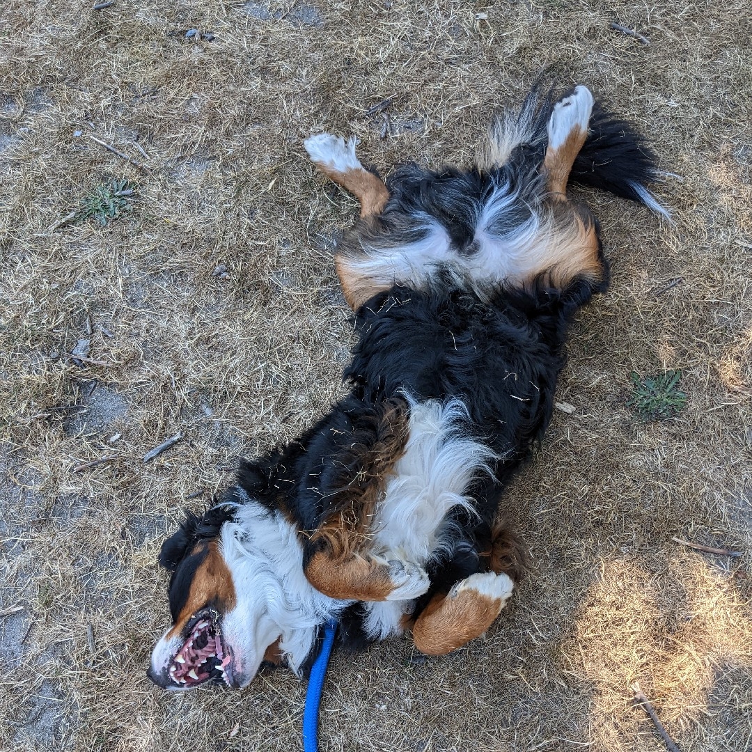 A picture of Seamus, a 4 years 7 months old Other dog.