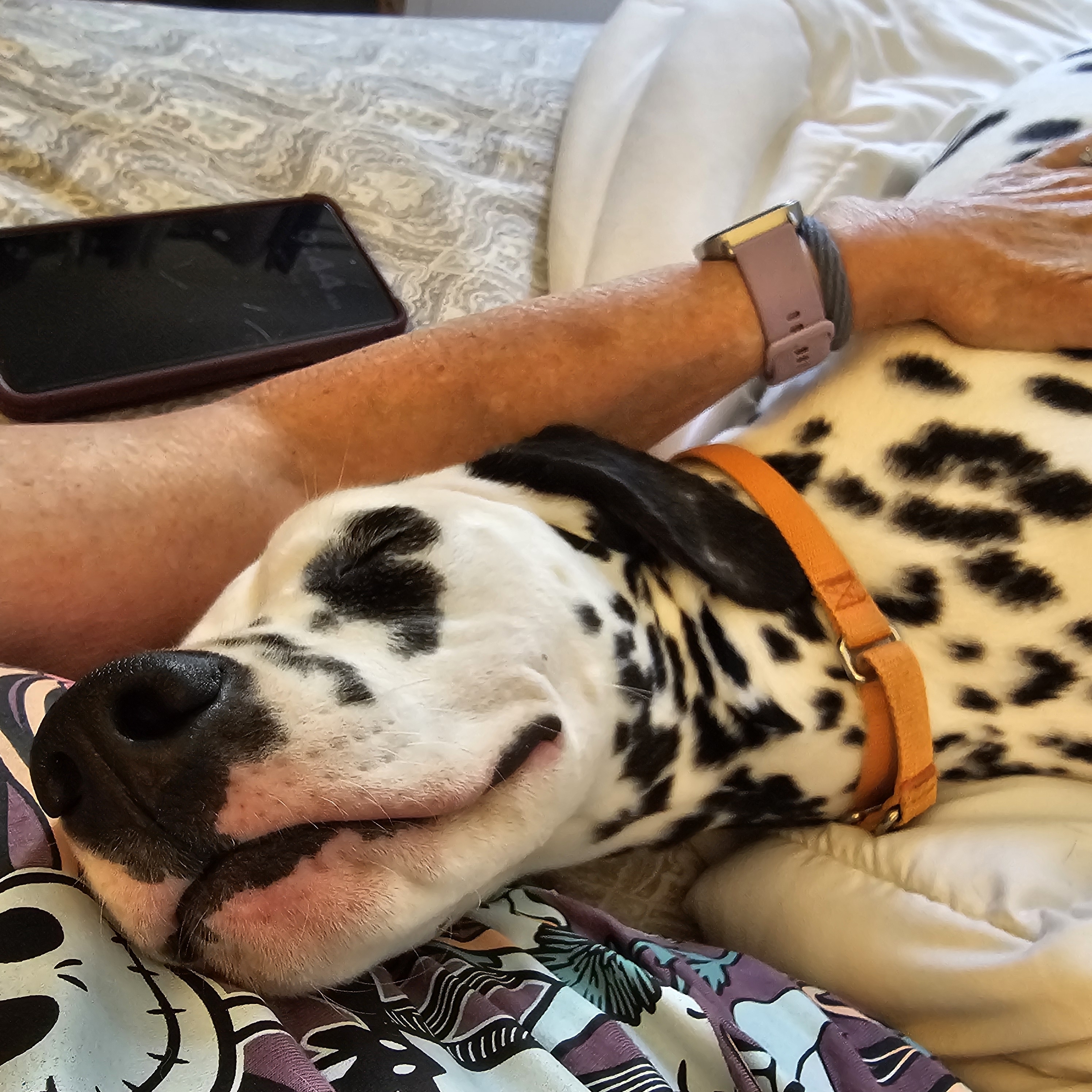 A picture of Zuma, a 7 months old Other dog.