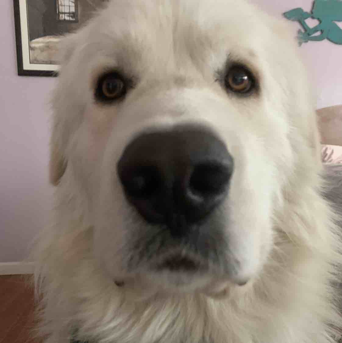 A picture of Cowboy, a 6 years old Other dog.