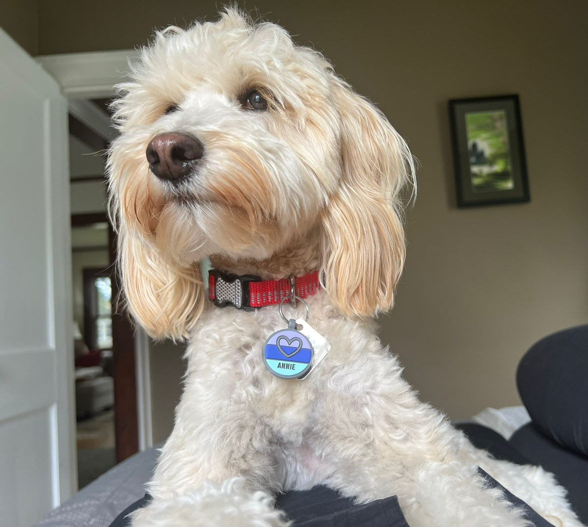 A picture of Annie, a 5 years old Other dog.