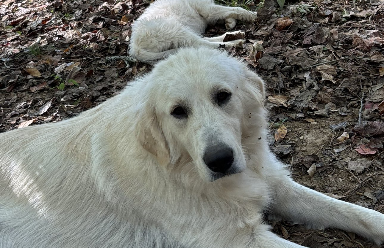 A picture of Lily, a 2 years 2 months old Other dog.