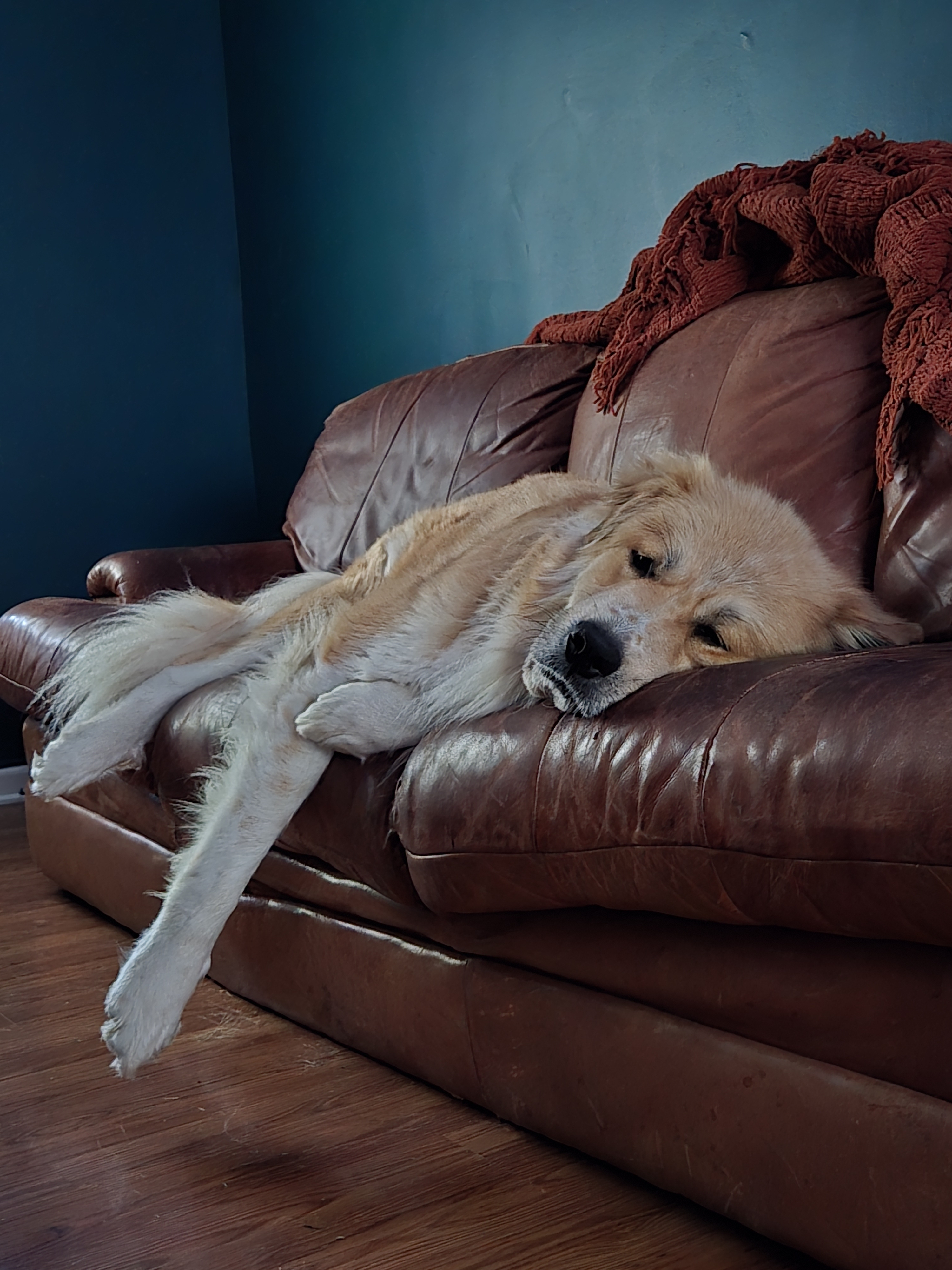 A picture of Ruffles, a 2 years 11 months old Other Mix dog.