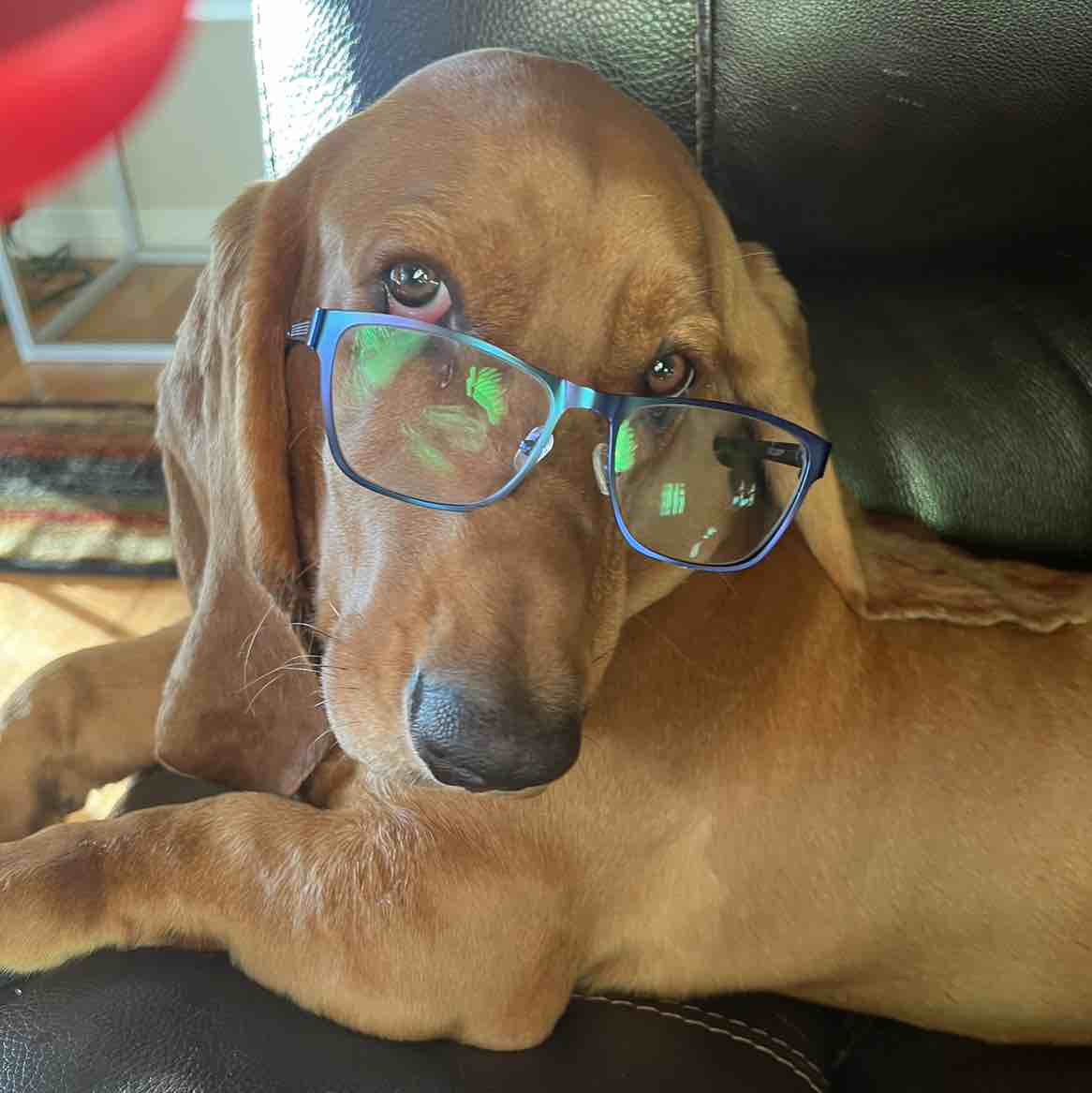 A picture of Seamus, a 3 years 3 months old Basset Hound dog.