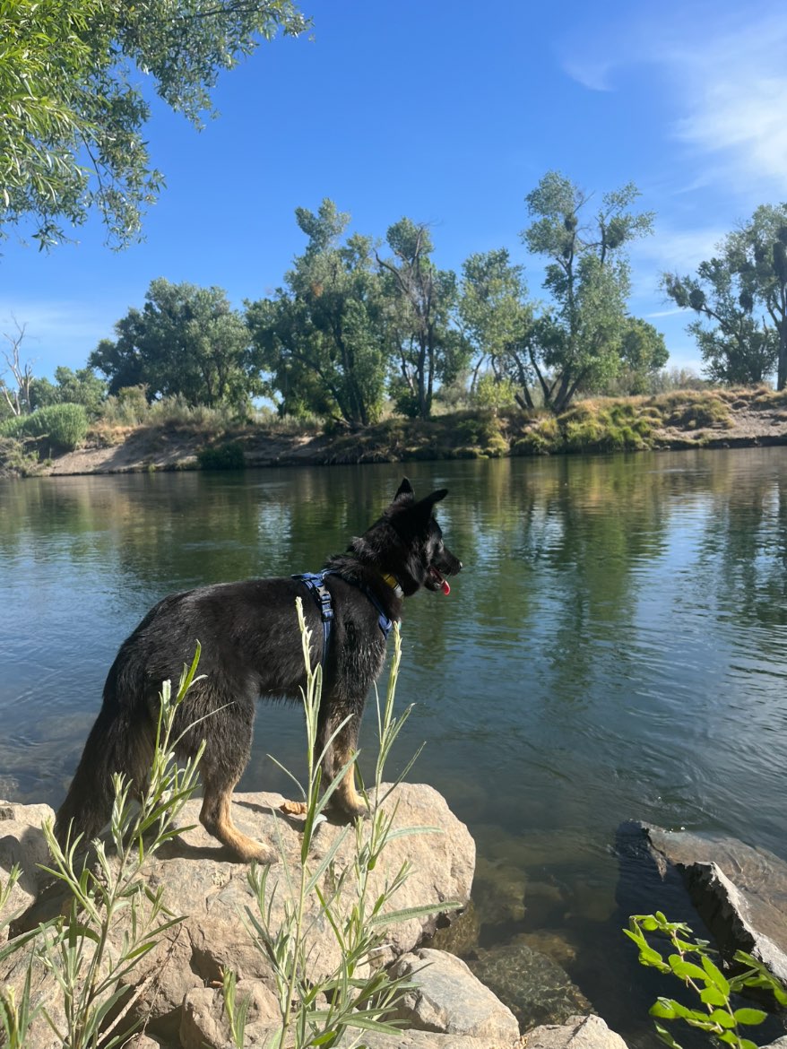 A picture of Phoebe, a 1 year old Other Mix dog.