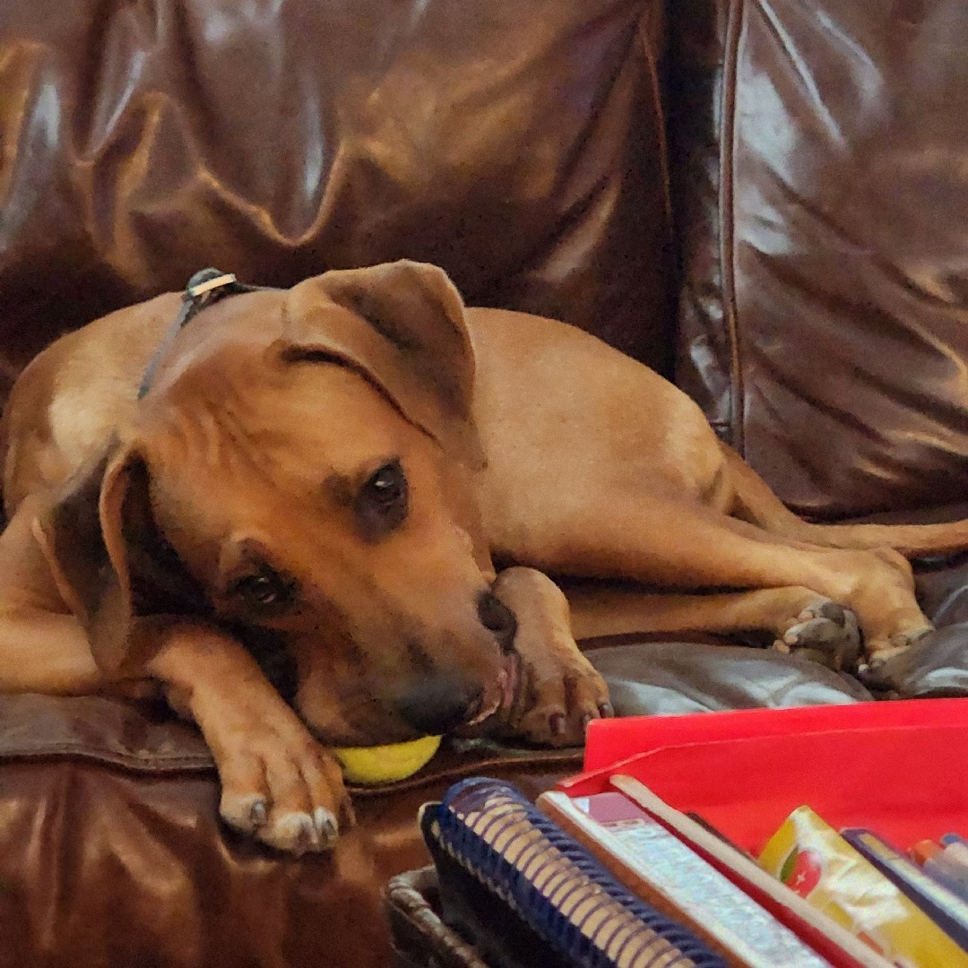 A picture of Sahara, a 3 years 11 months old Other dog.