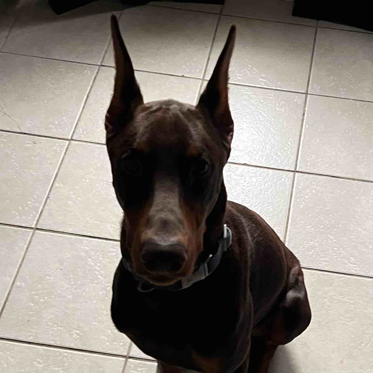 A picture of Prince Girod Morris, a 3 years 9 months old Other dog.