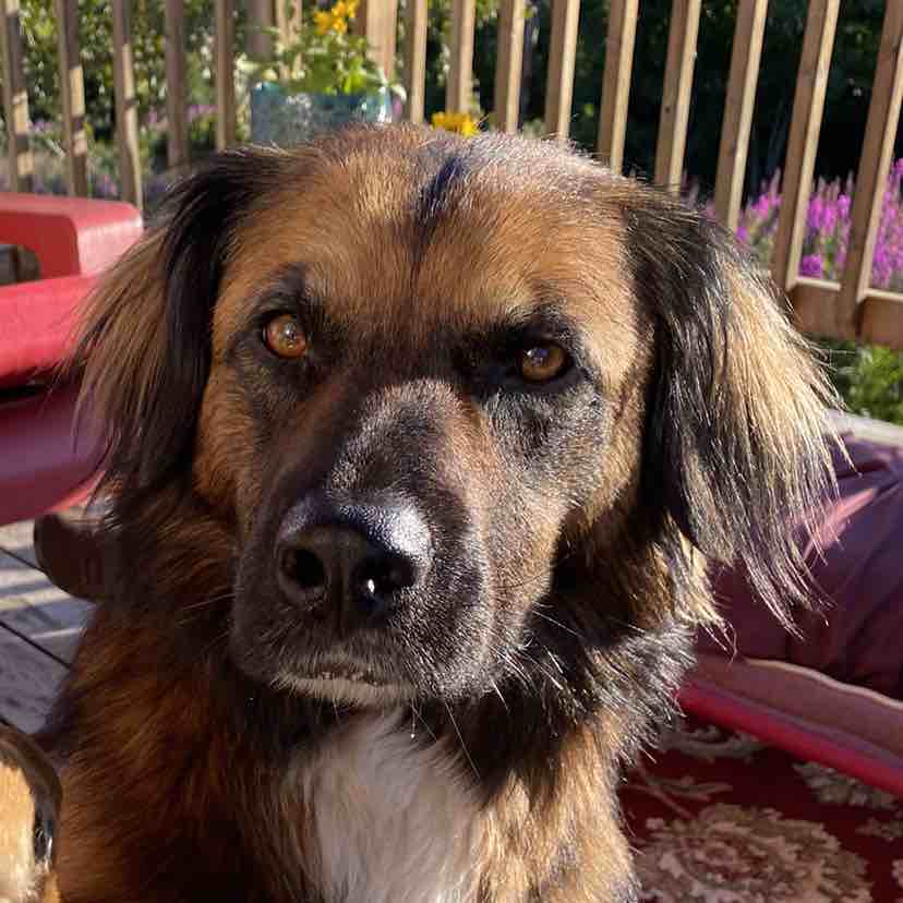 A picture of Cholula, a 6 years 9 months old Other Mix dog.