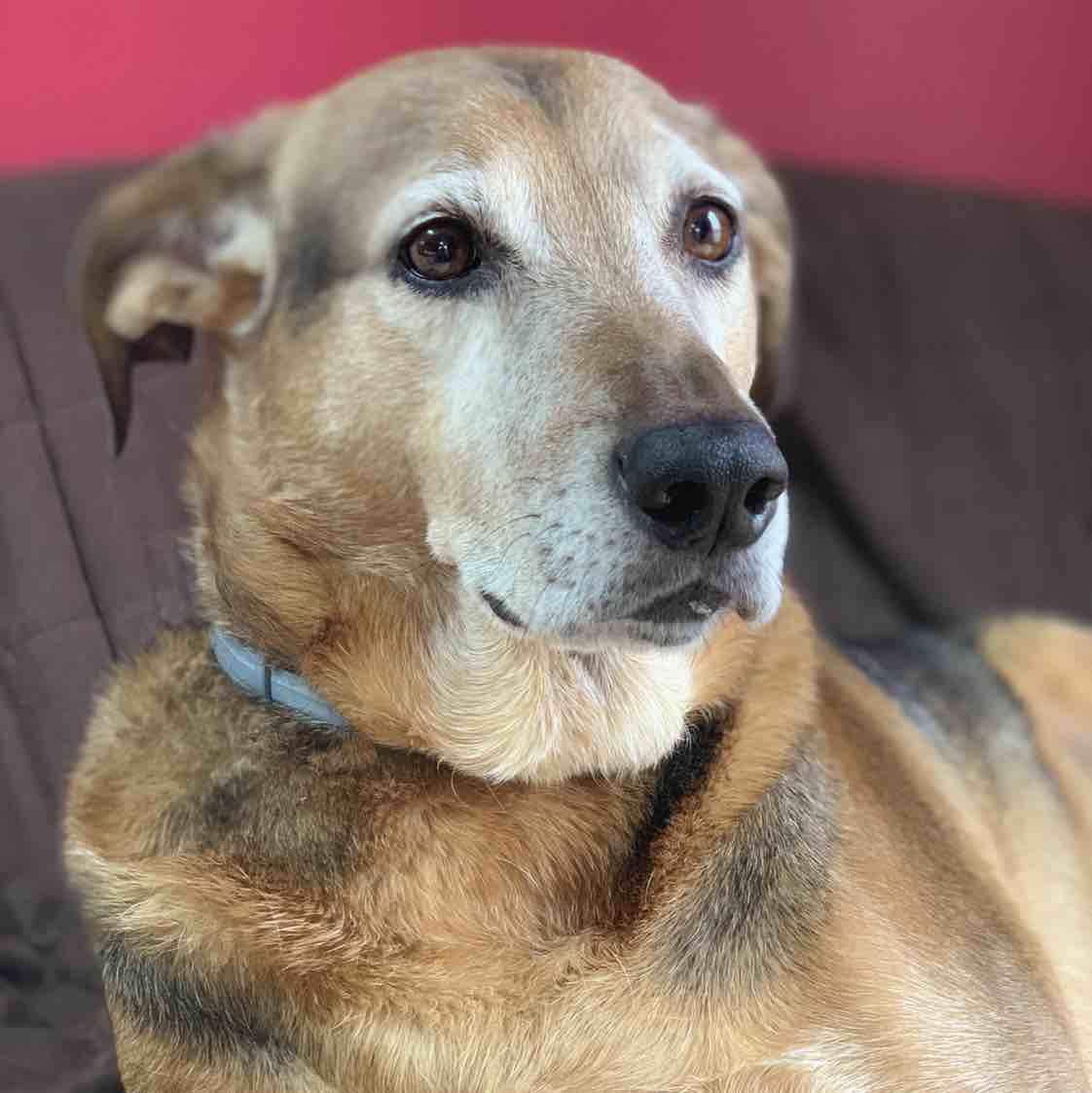 A picture of Jameson, a 15 years 7 months old Other Mix dog.
