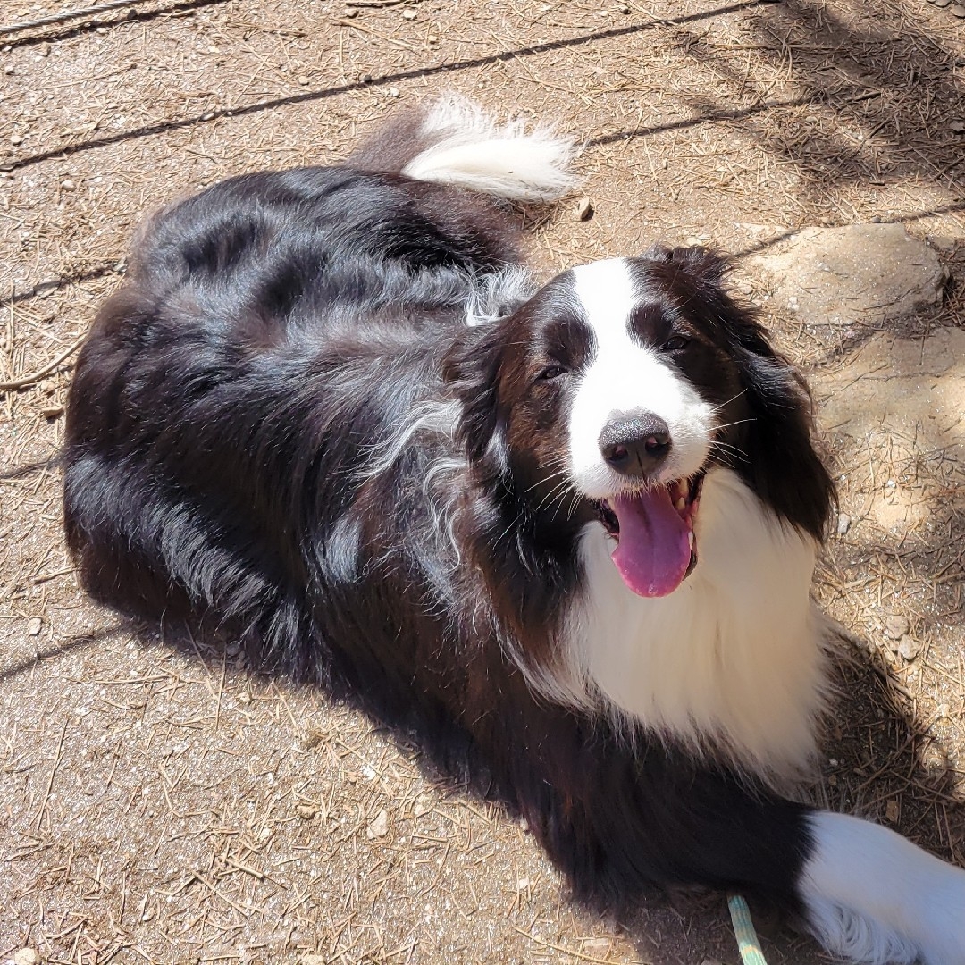 A picture of Patch, a 6 years 3 months old Other dog.