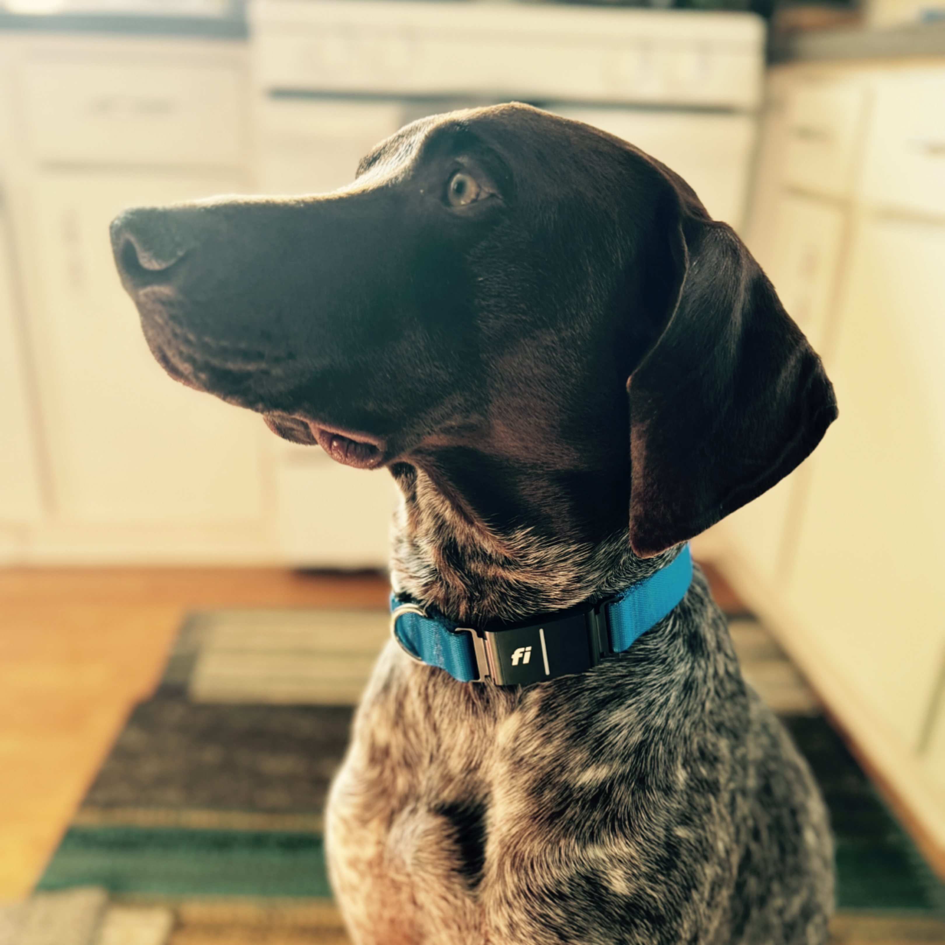 A picture of Obi The Wanderer, a 3 years old Other dog.
