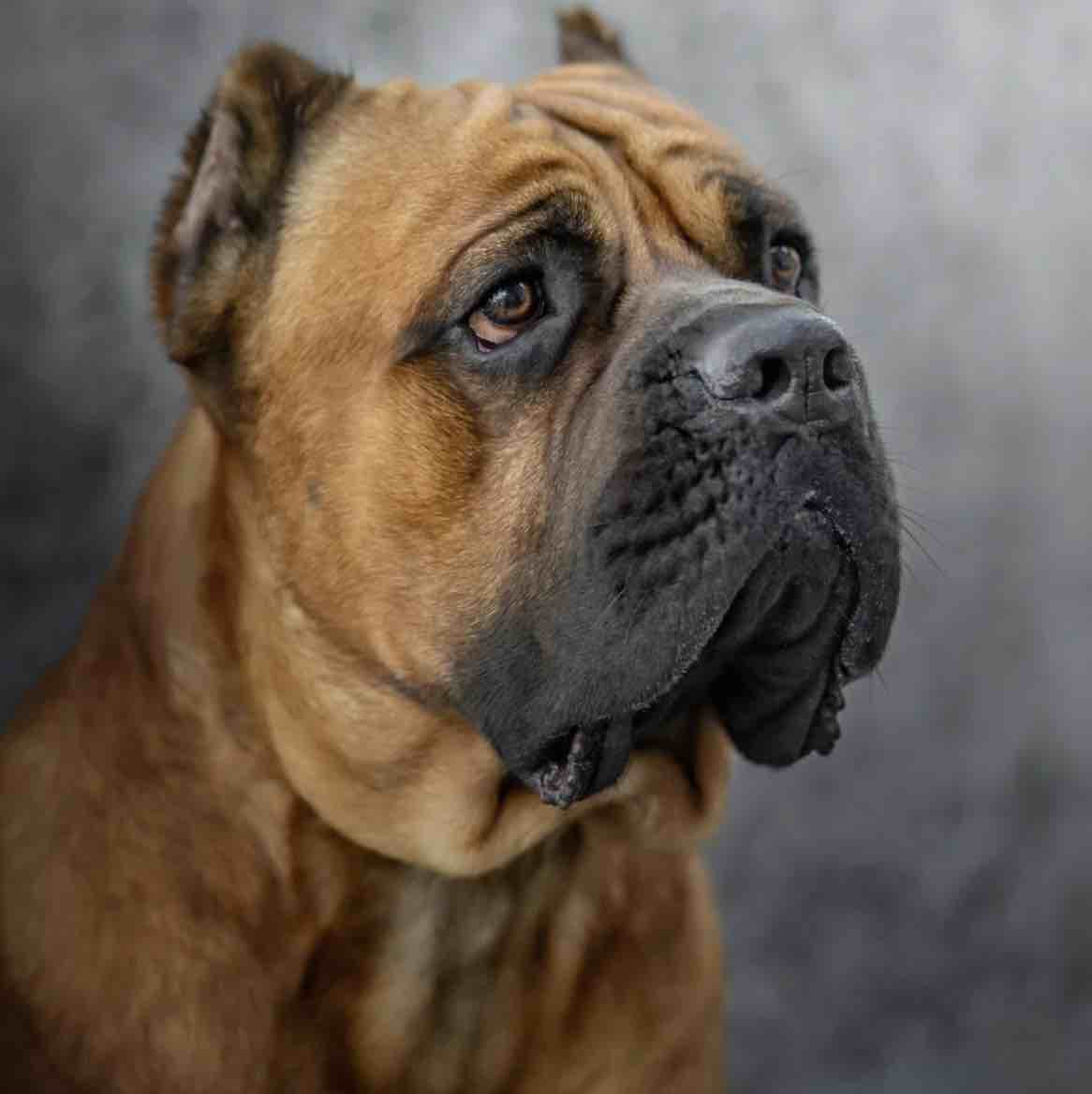 A picture of Pac Williams, a 3 years 11 months old Cane Corso dog.