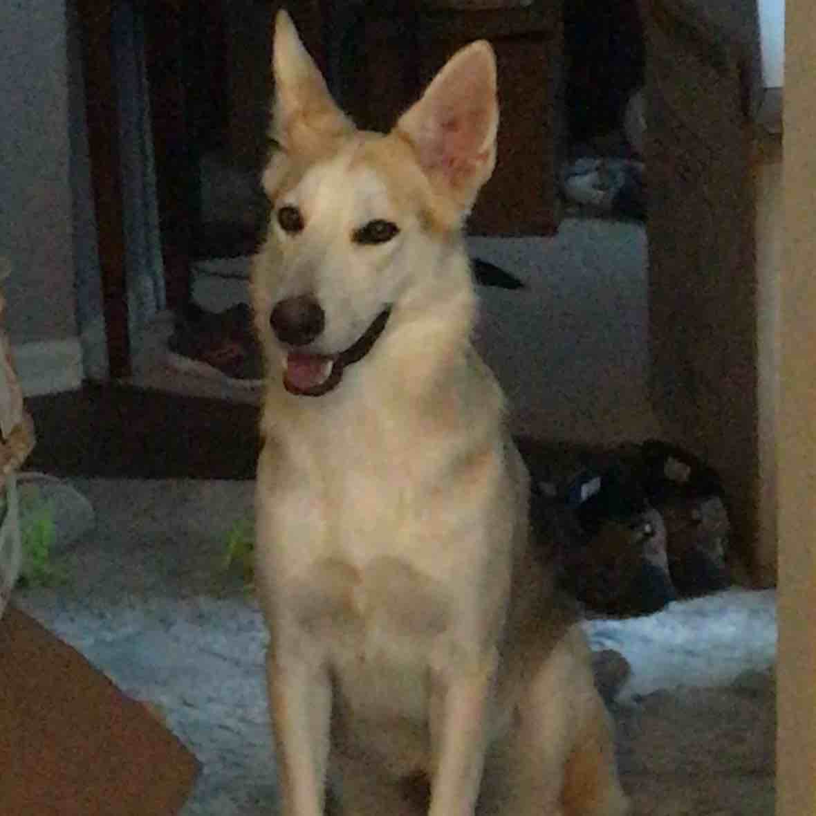 A picture of Tabatha Grace, a 7 years 5 months old Other Mix dog.