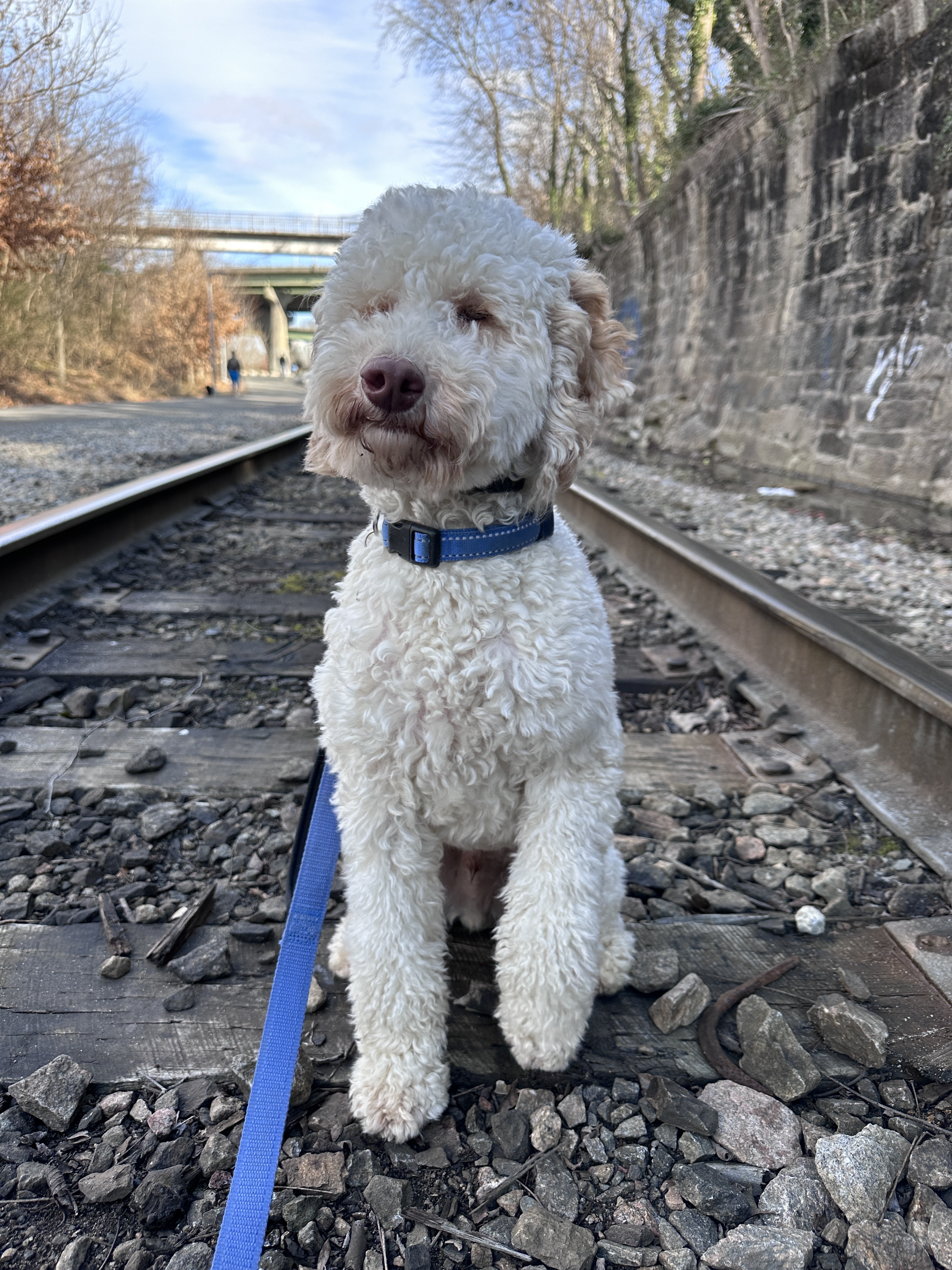 A picture of Chuey , a 1 year 5 months old Other dog.