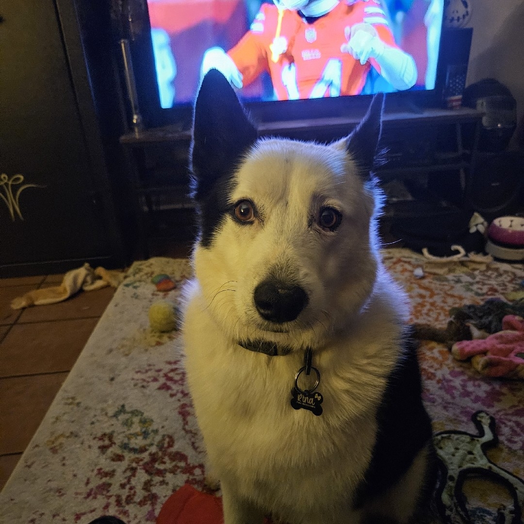 A picture of Katarina ( Rina ), a 6 years 1 month old Other dog.