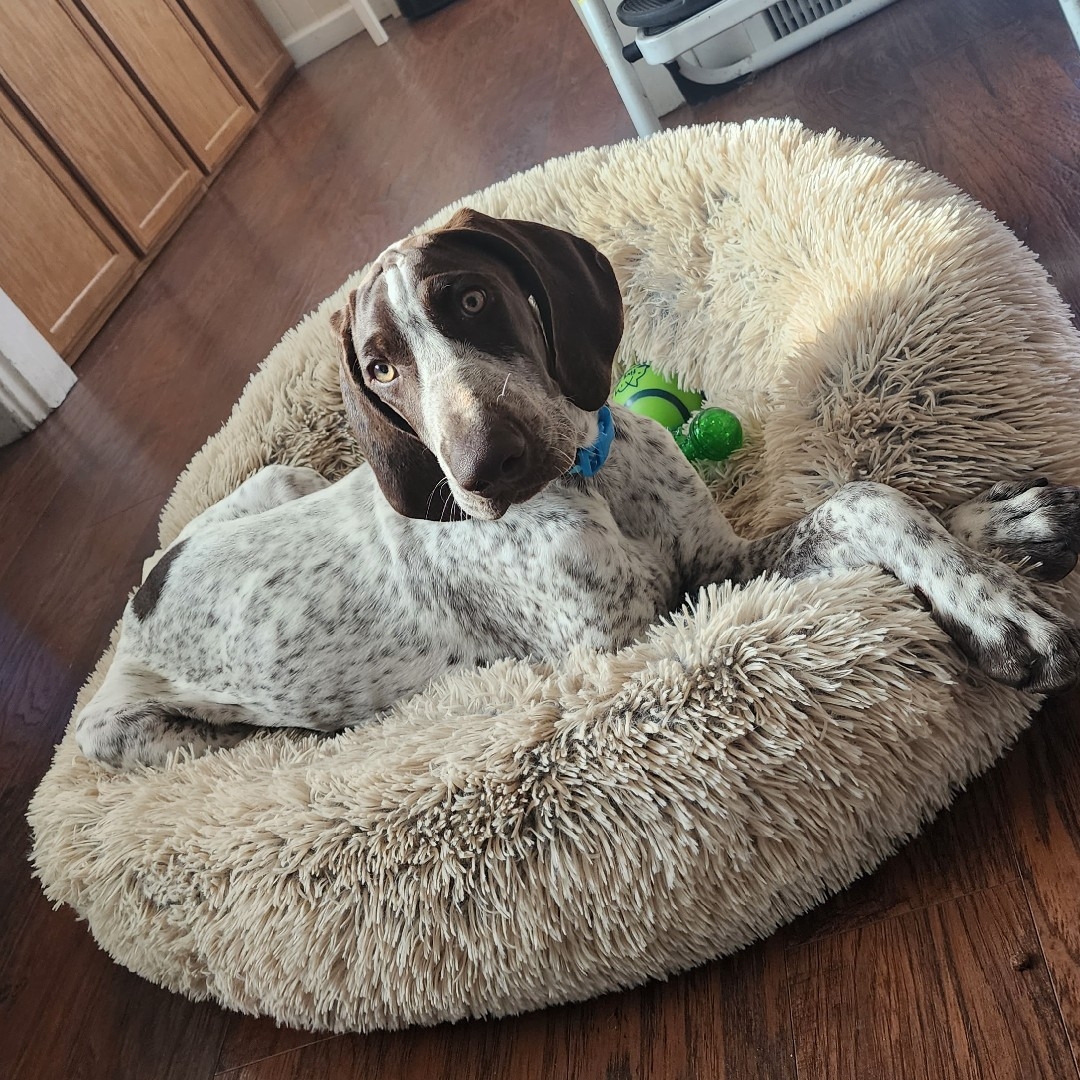 A picture of Odin, a 2 years 3 months old Other dog.