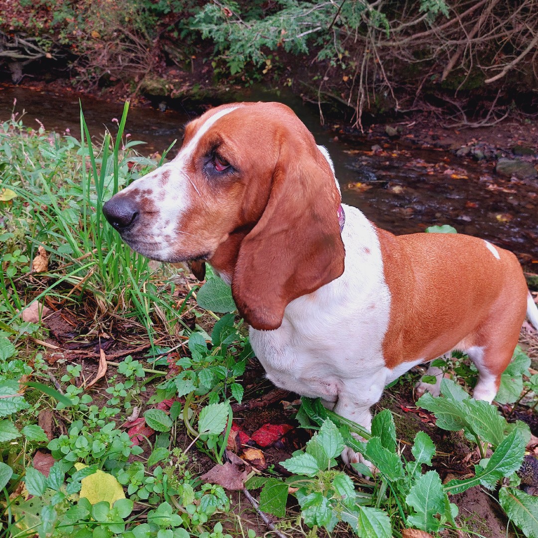 A picture of Milly, a 7 years 4 months old Other dog.