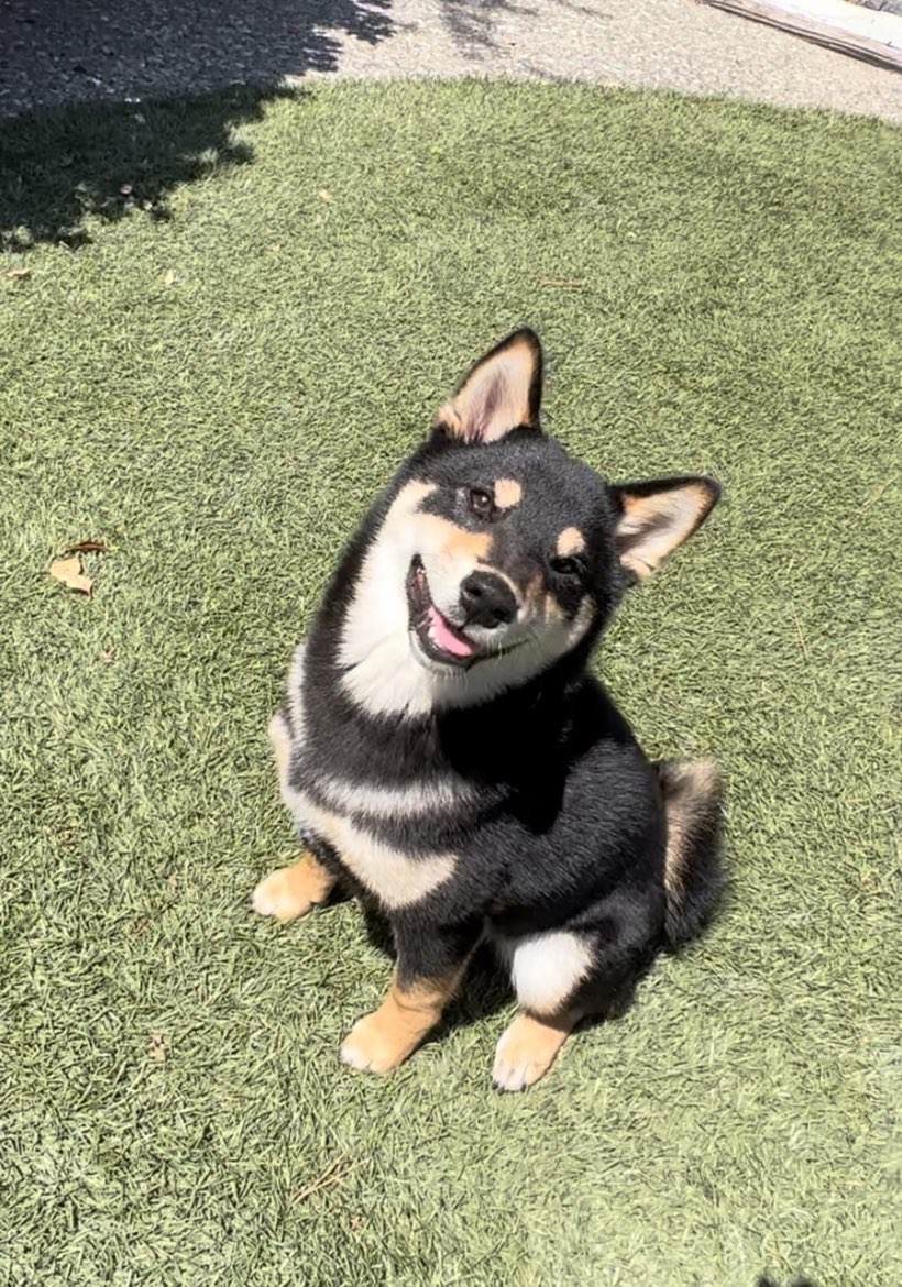 A picture of Hoshi, a 1 year 8 months old Other dog.