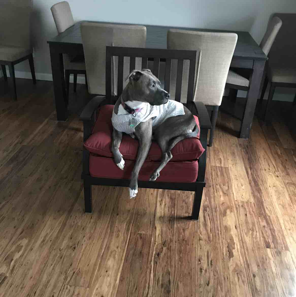 A picture of Stella, a 10 years 11 months old American Pit Bull Terrier Mix dog.