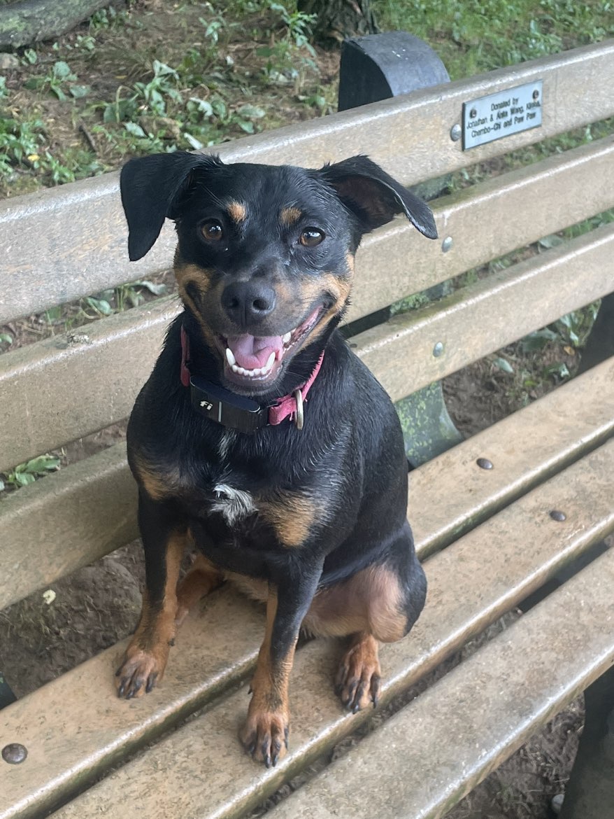 A picture of Savannah, a 3 years 3 months old Other Mix dog.