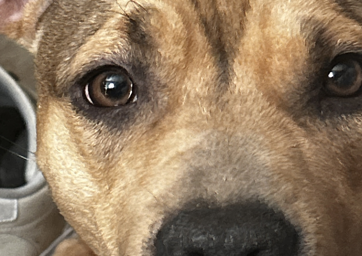 A picture of MF Doom, a 2 years 4 months old Other Mix dog.